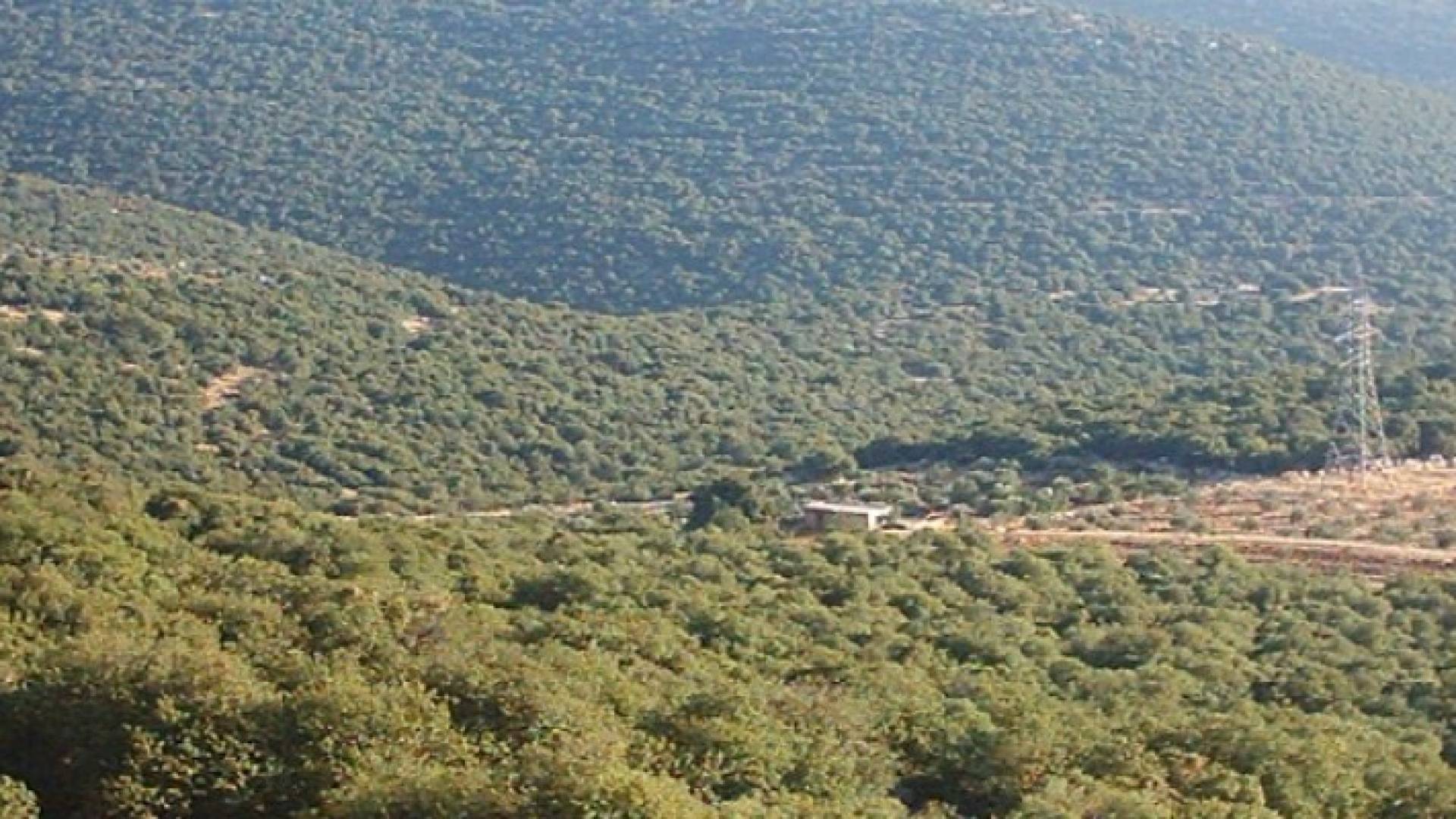 ارشيفية