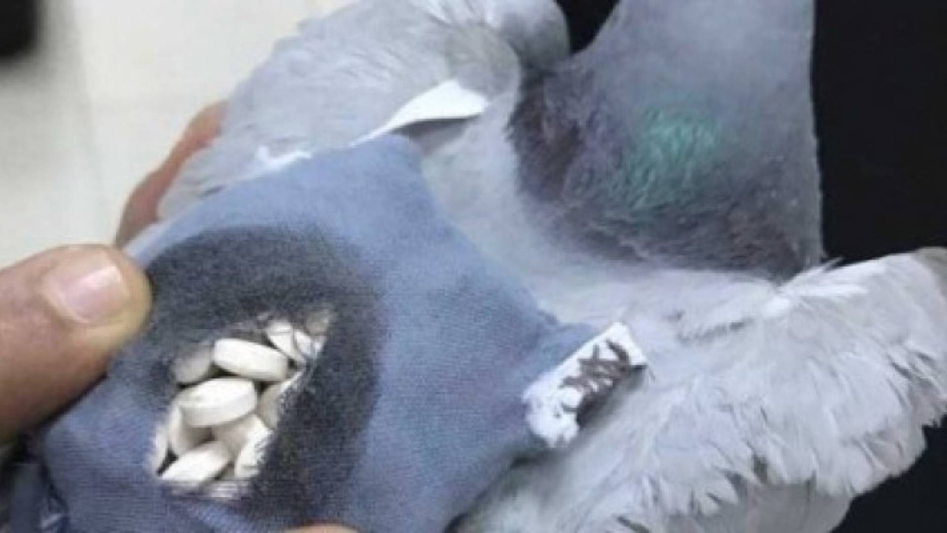 حمام زاجل لتهريب المخدرات في الكويت