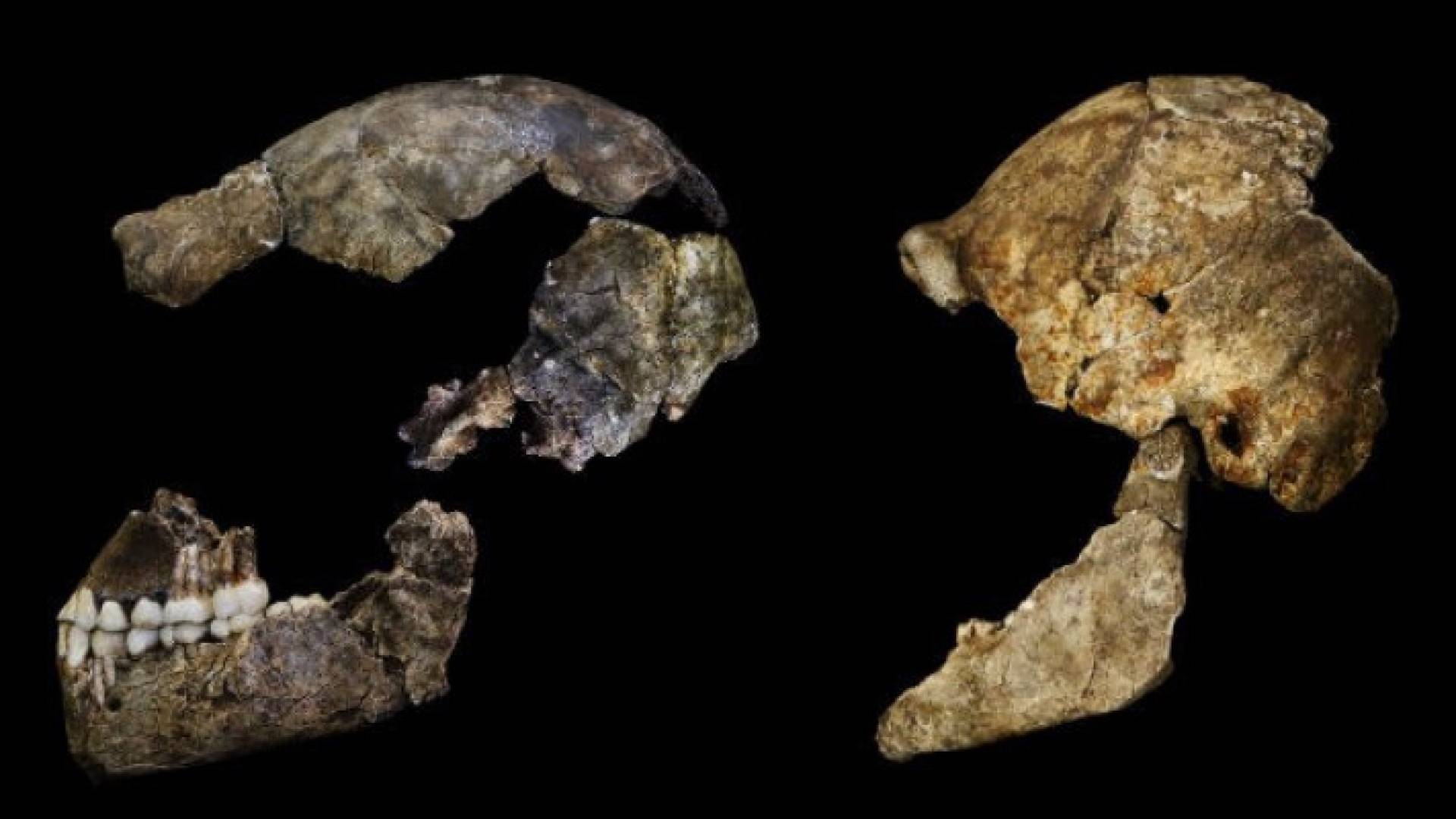 الحفريات عثر عليها باليونان وبلغاريا لمخلوق يشبه القرد 