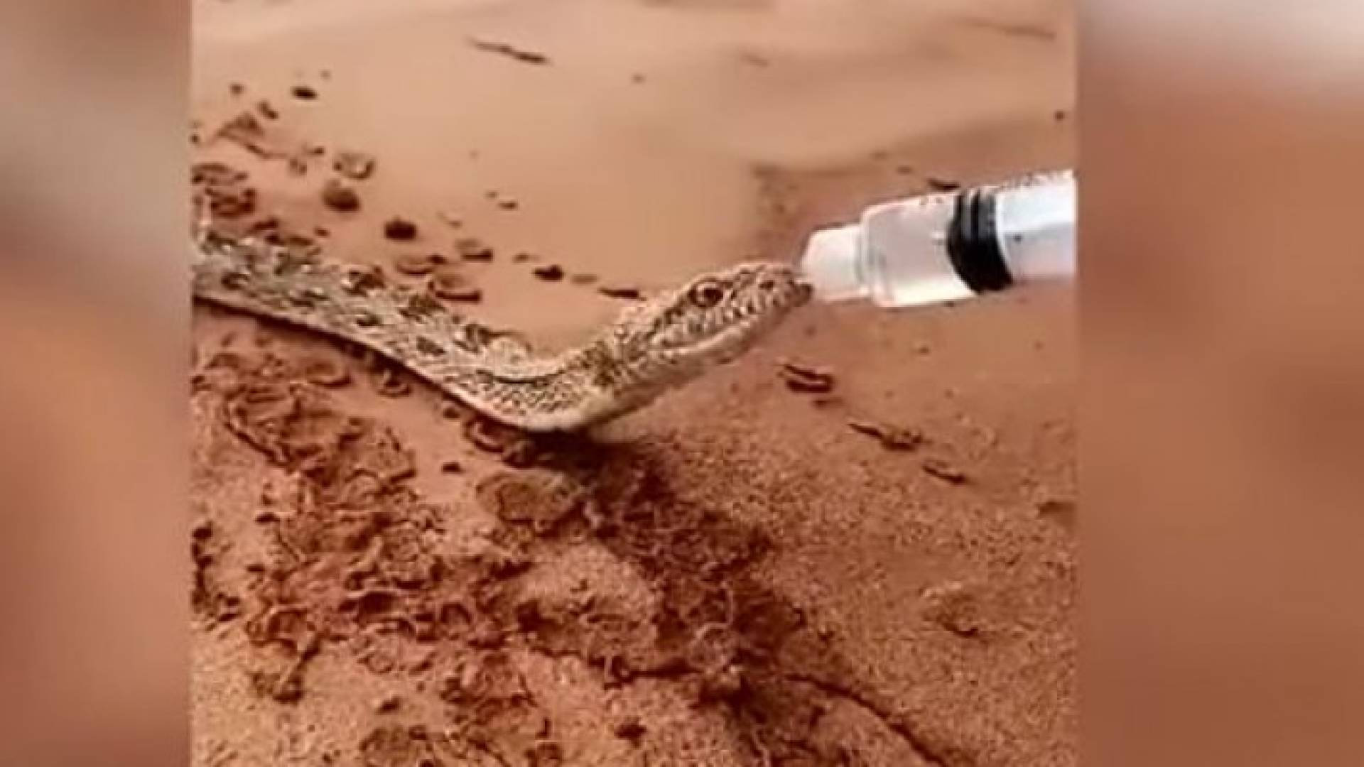 إطفاء ظمئ ثعبان في الربع الخالي