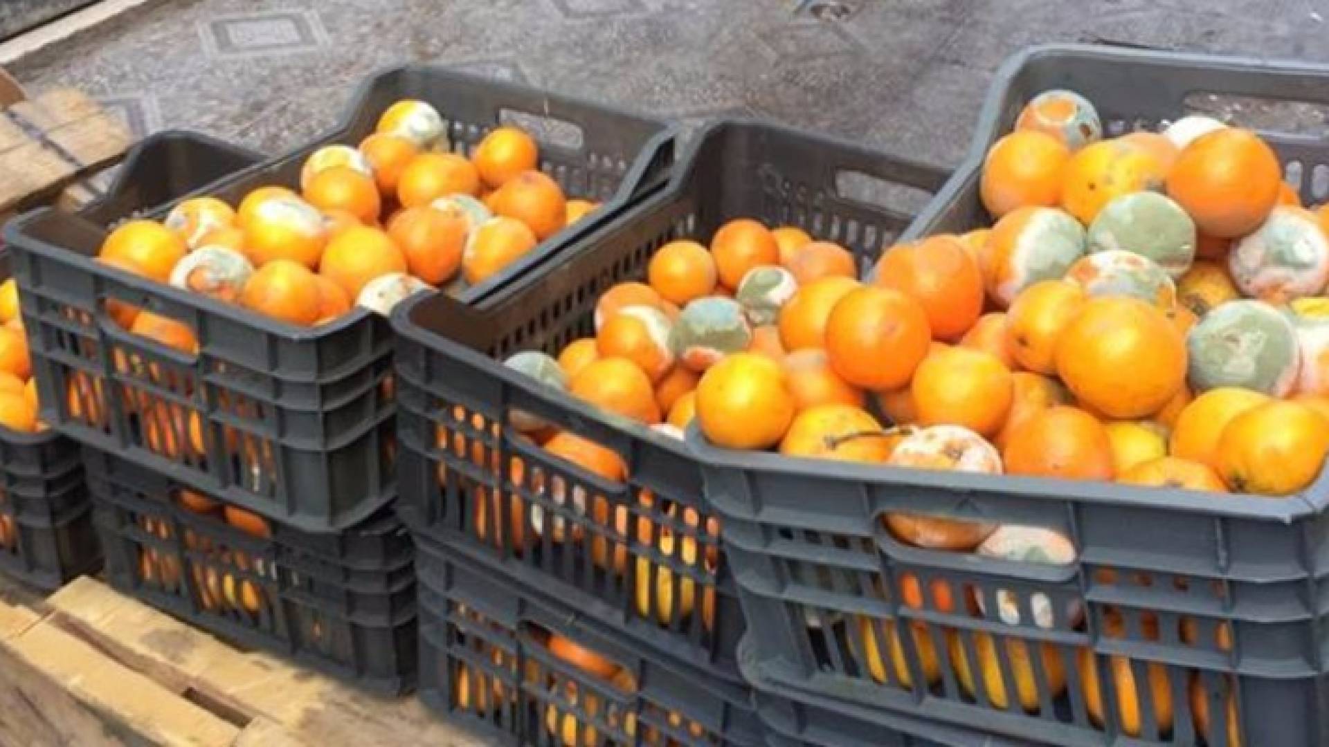 ضبط برتقال متعفن بعمان كان معدا لإنتاج عصائر رمضان