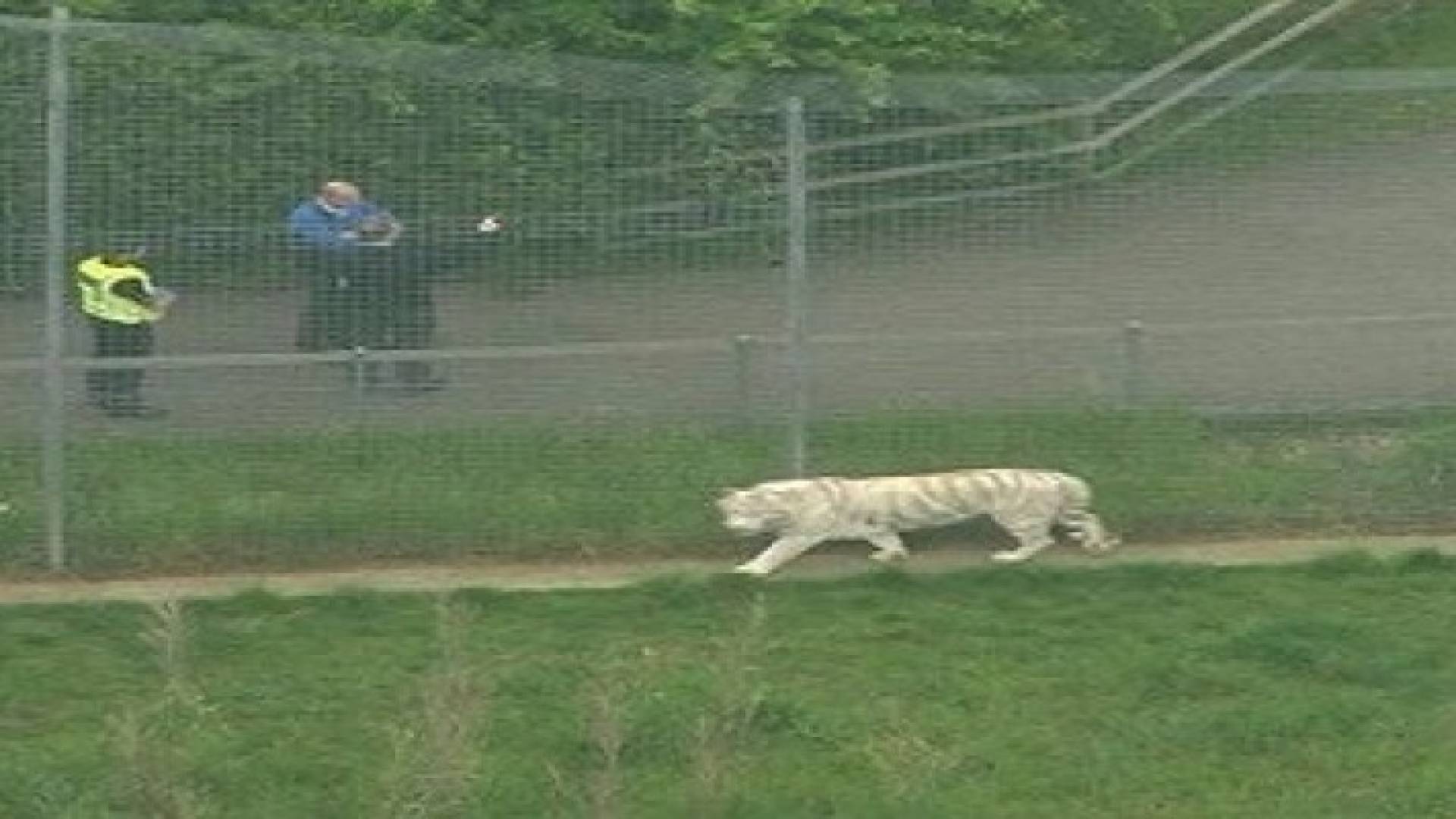 نمر يقتل حارسة بحديقة حيوانات في انجلترا