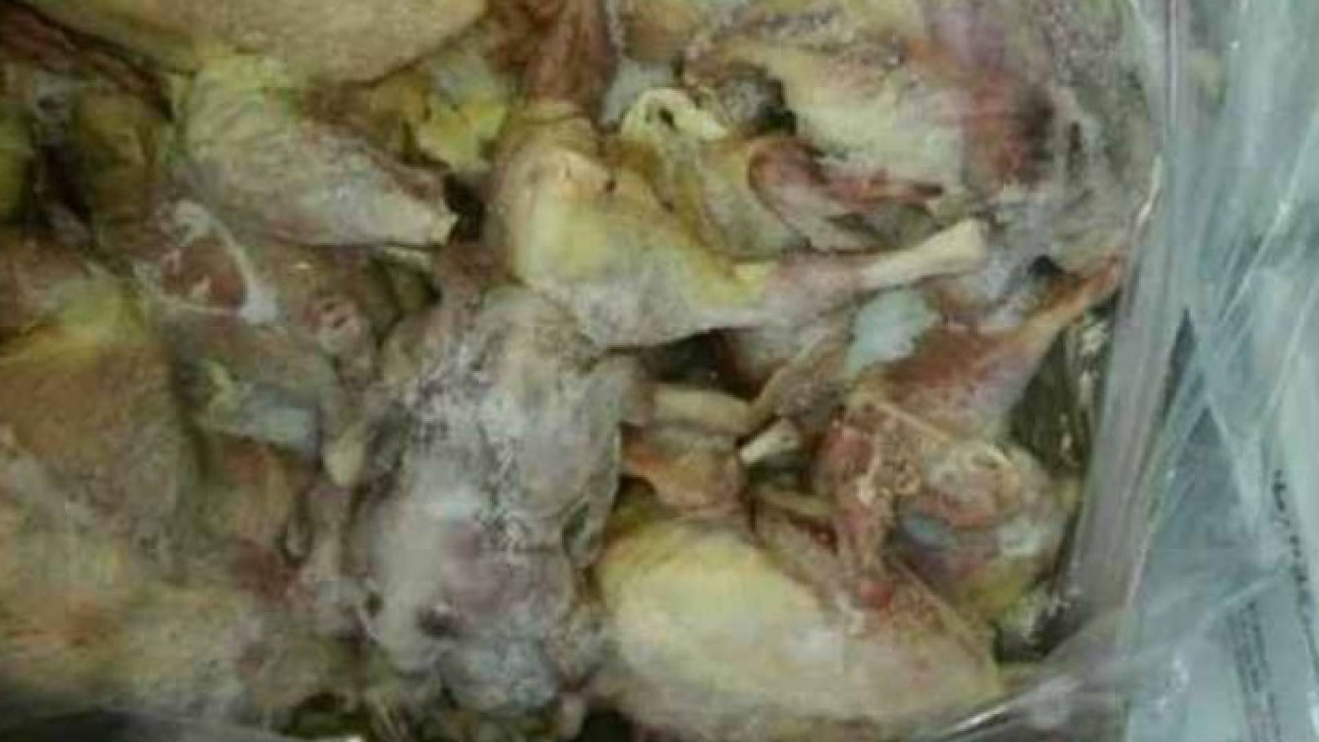 من الدجاج الفاسد