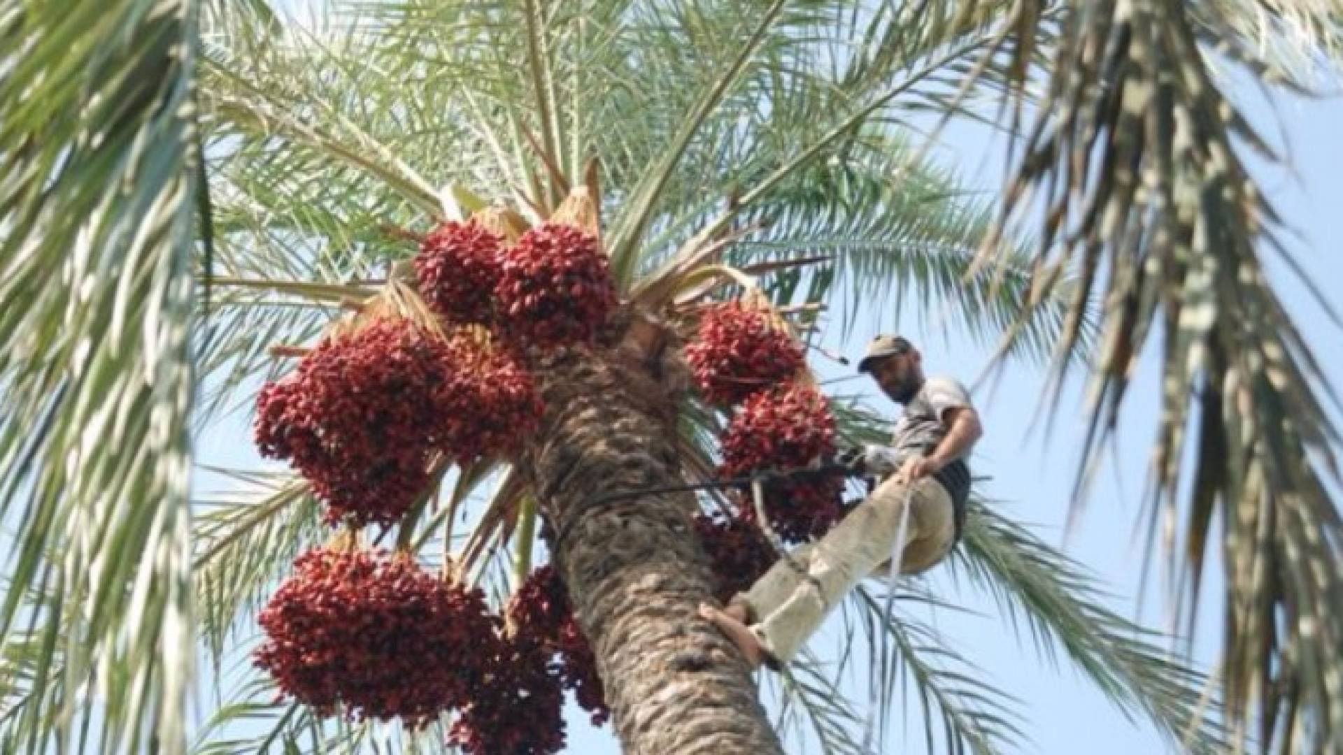 ارشيفية