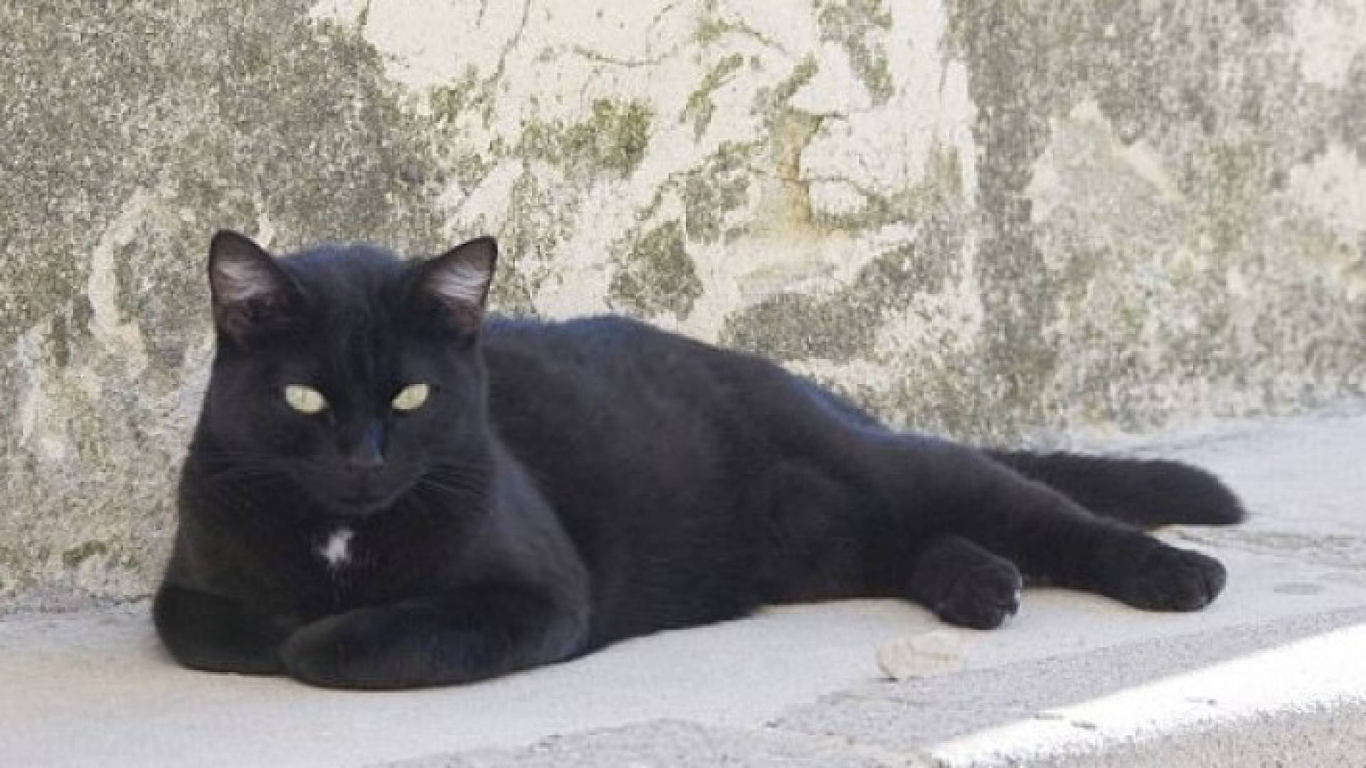 إحدى القطط التي تعرضت للتسميم