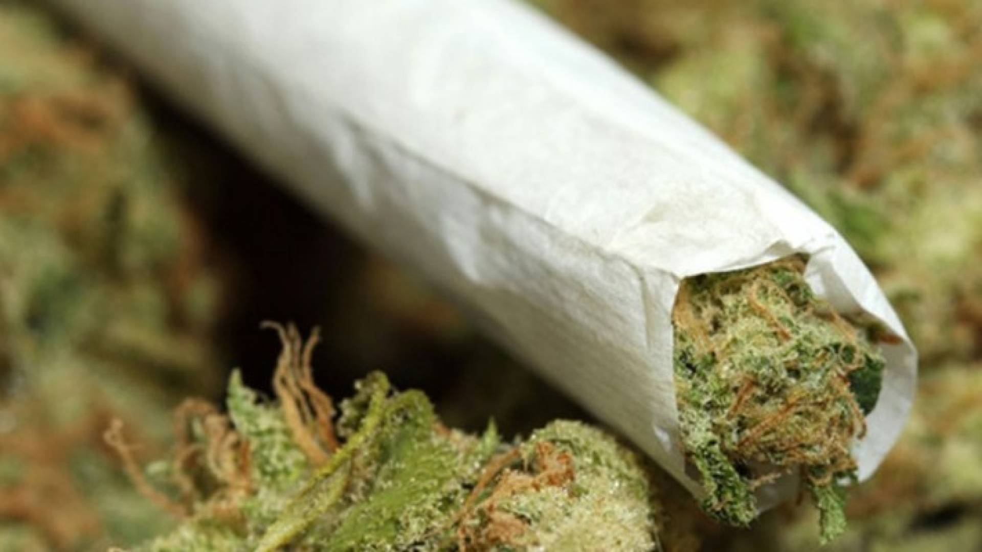 المغرب ومصر والإمارات سجلت نسبا مرتفعة في استهلاك الحشيش 