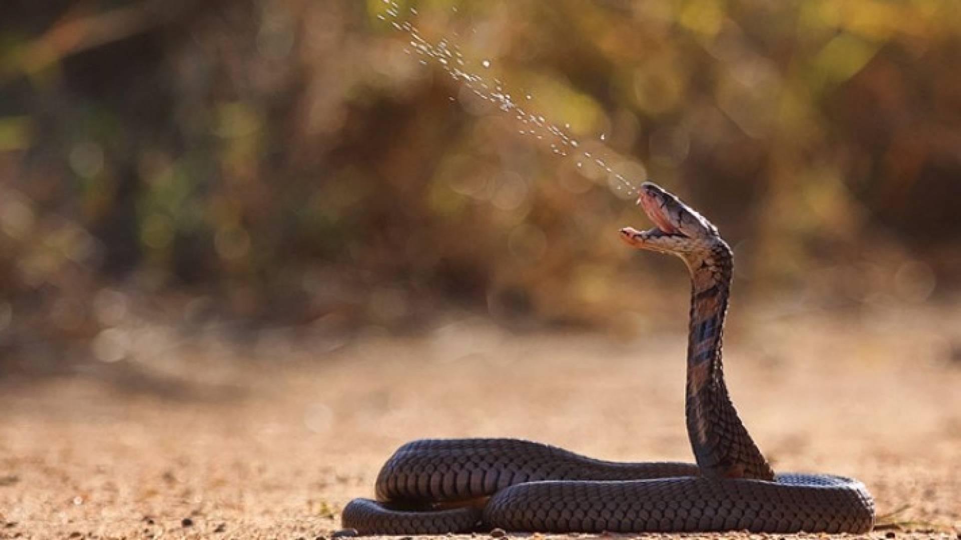 الدراسة اعتمدت على استخدام سم الأفاعي النزفي وليس السم العصبي