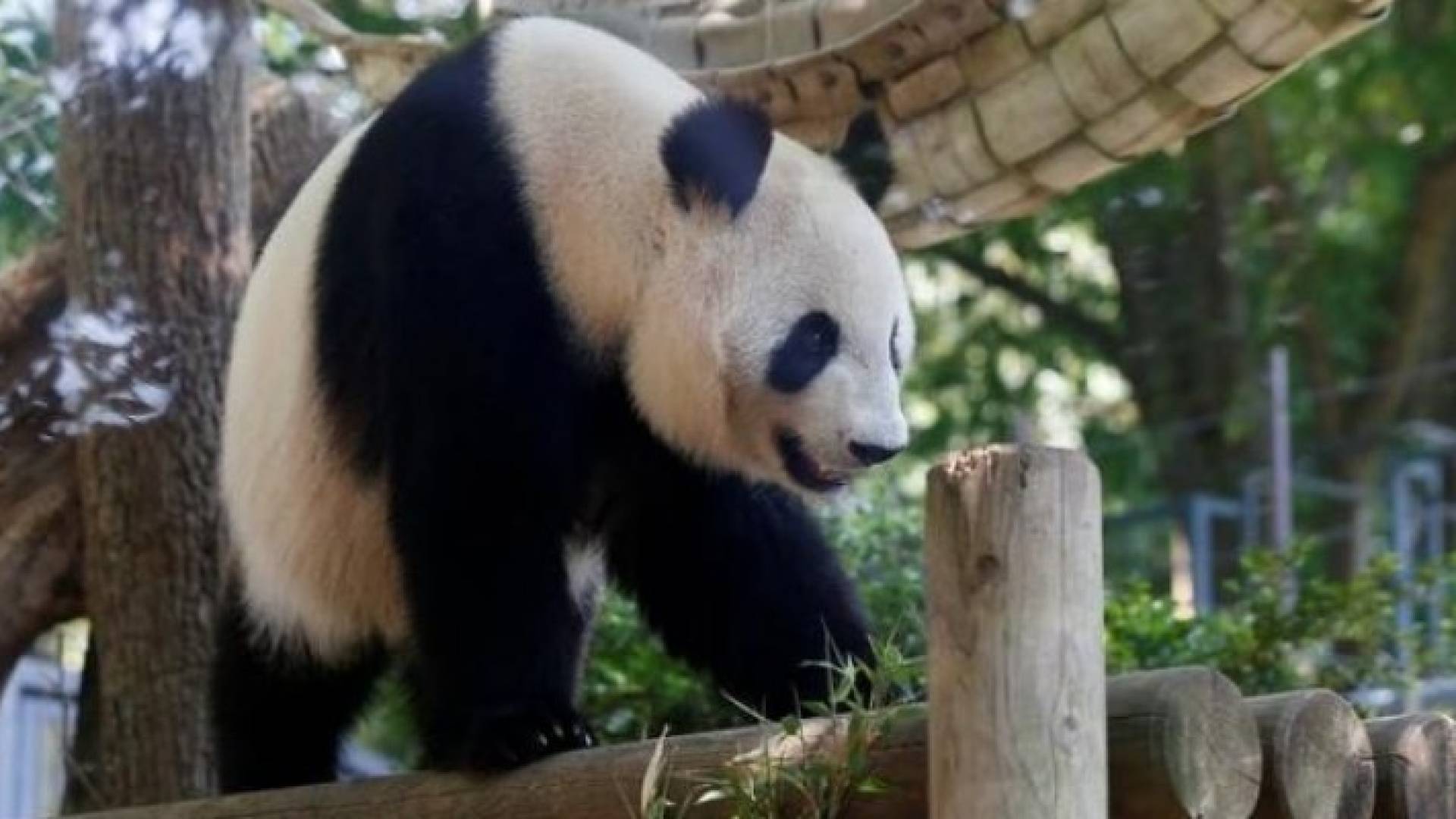 لباندا شين شين في حديقة حيوان أوينو في طوكيو 