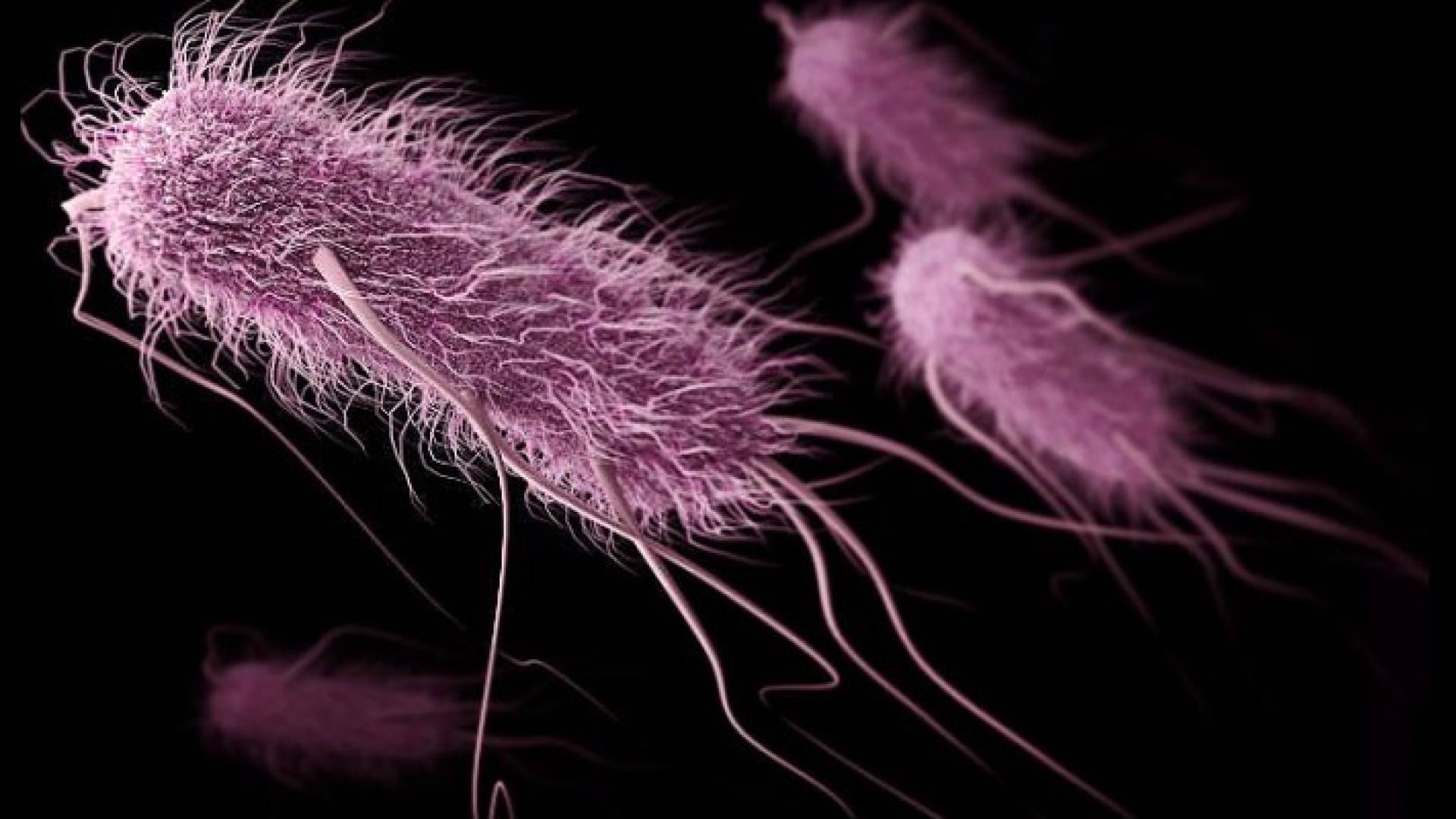 البكتيريا المقاومة