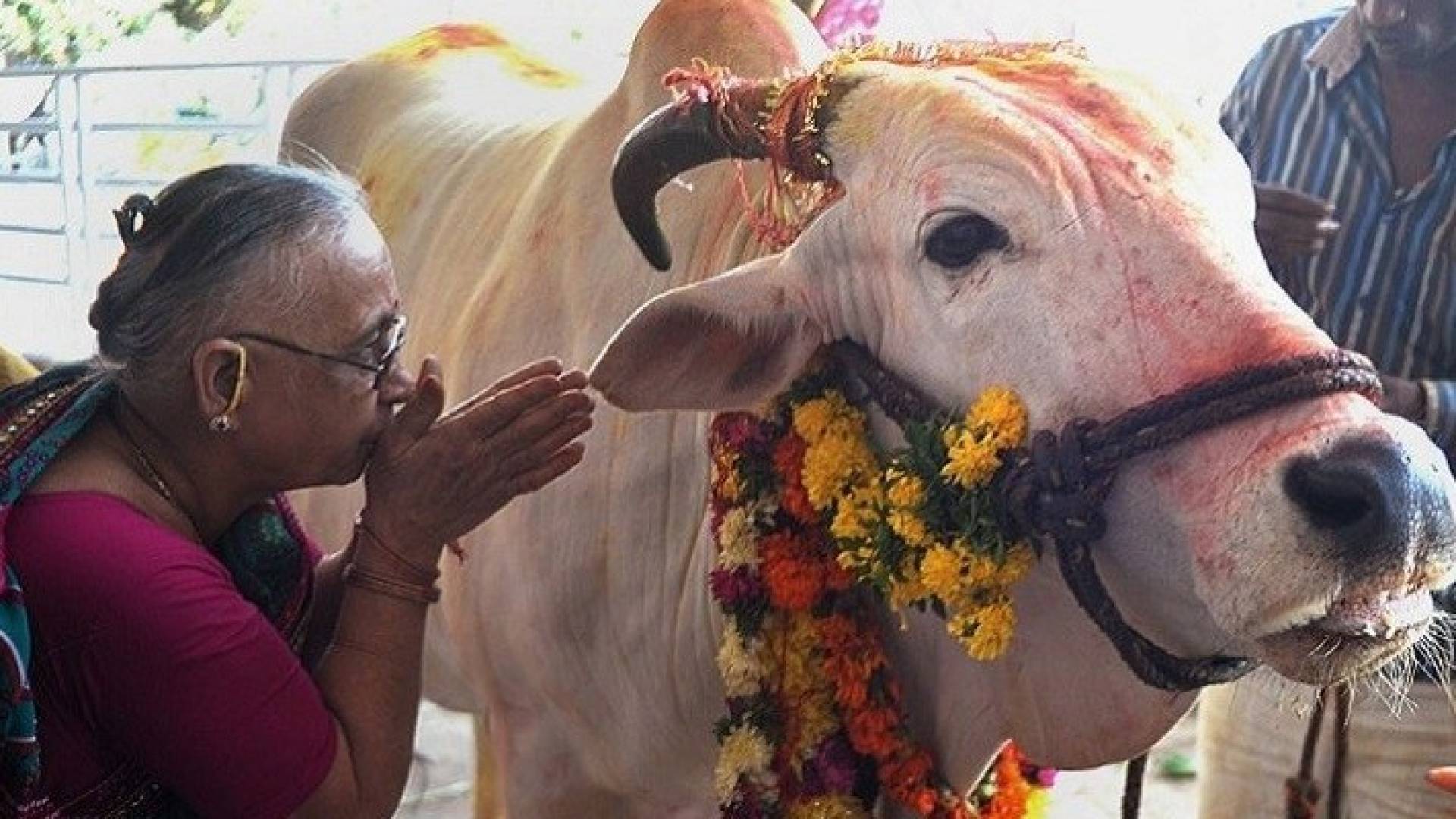 يقدس الهندوس الابقار - الصورة أرشيفية