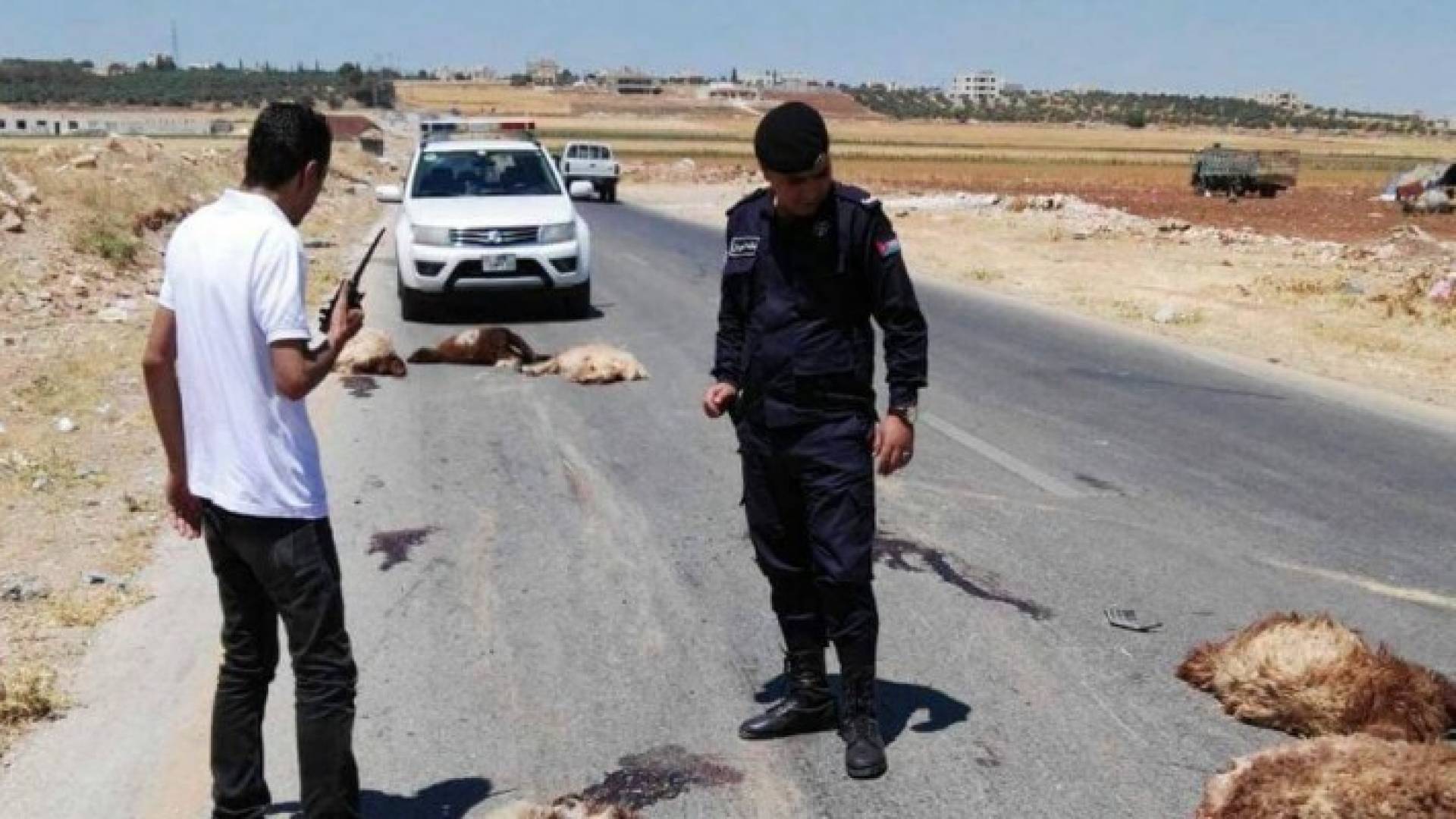 نفوق 36 رأس غنم بحادث دهس في اربد