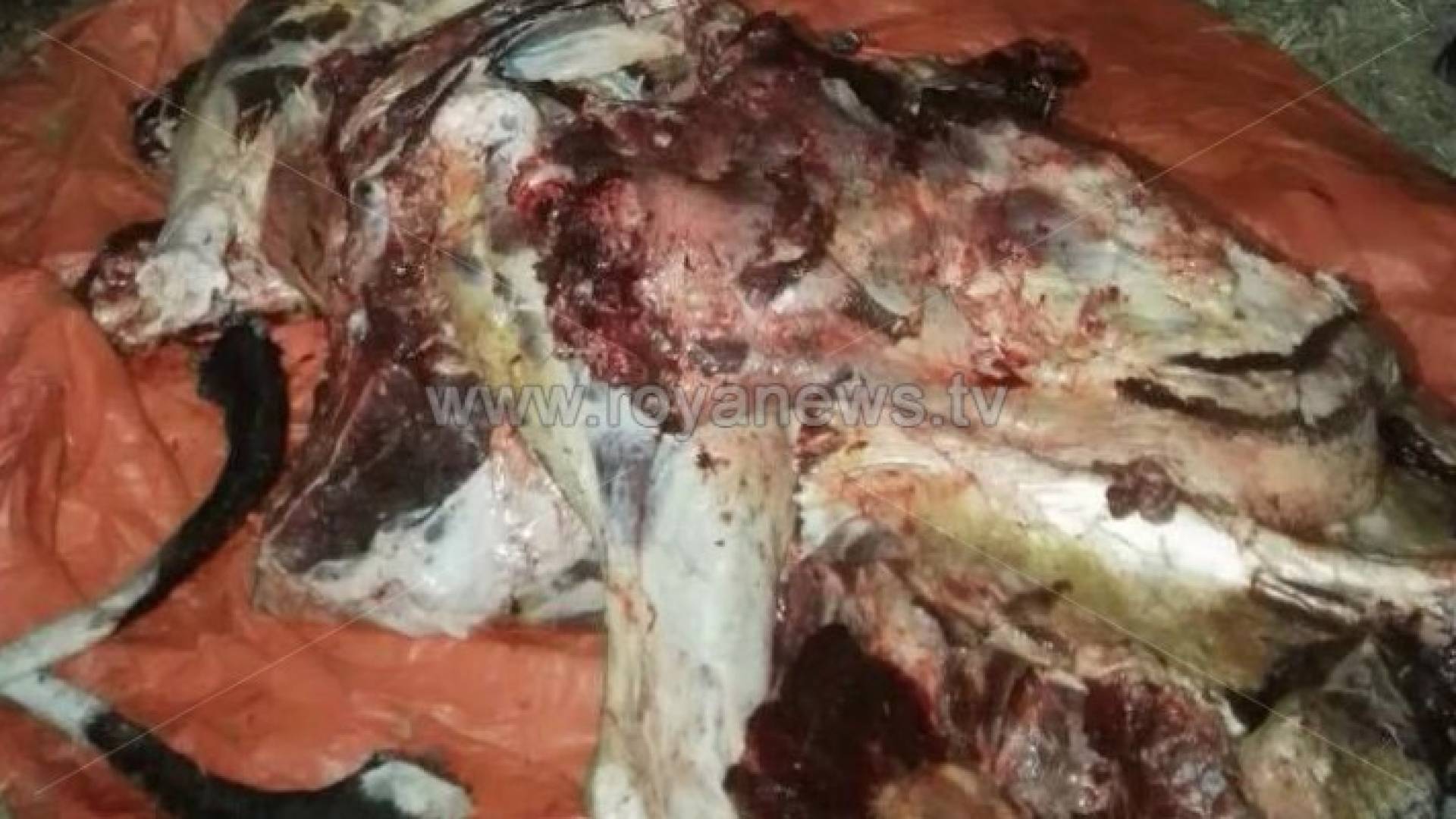 ضبط لحوم أبقار غير صالحة للاستهلاك البشري في اربد