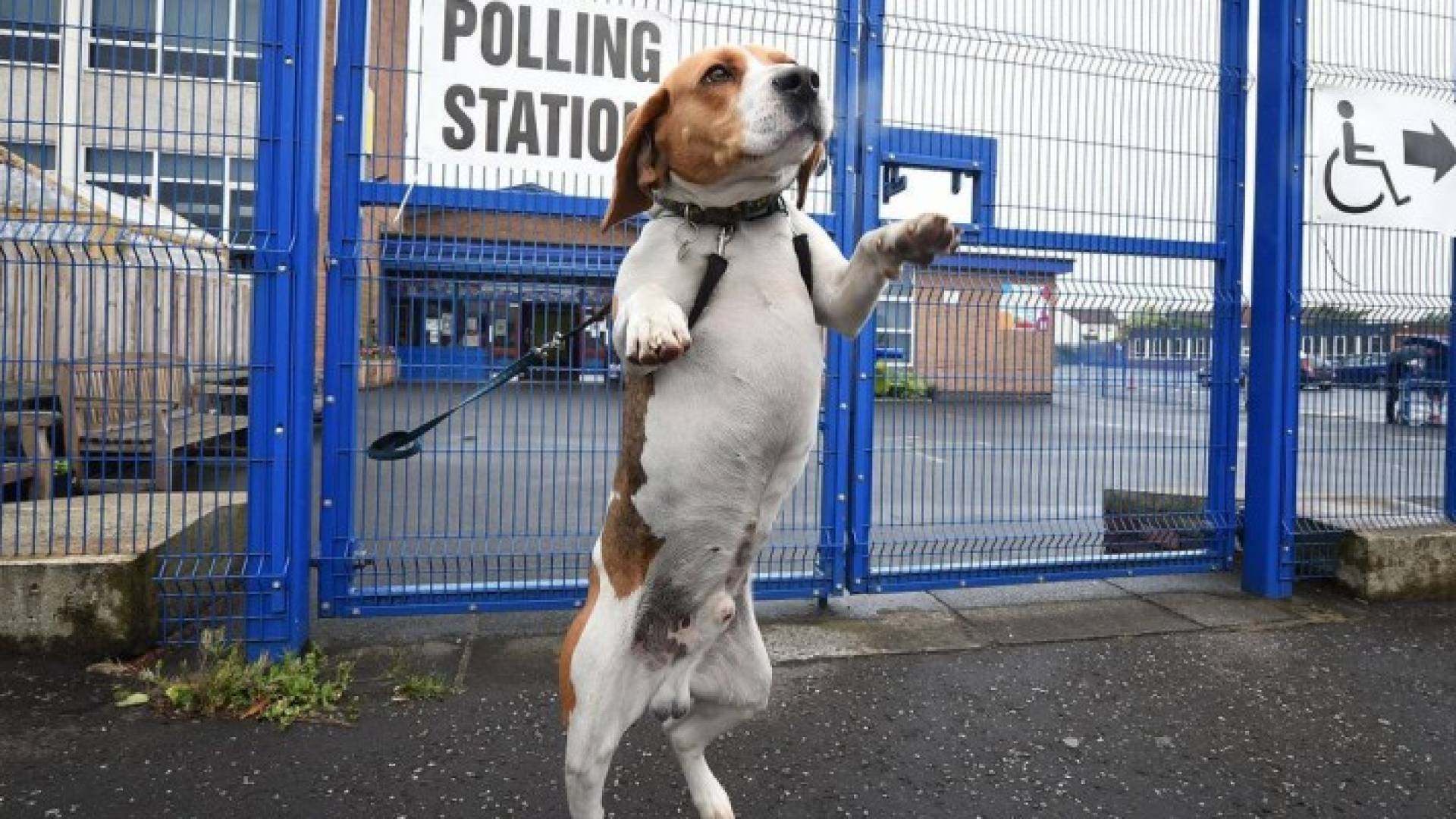 الكلب تغلب على قطة وحمار ودجاجة وحيوانات أخرى