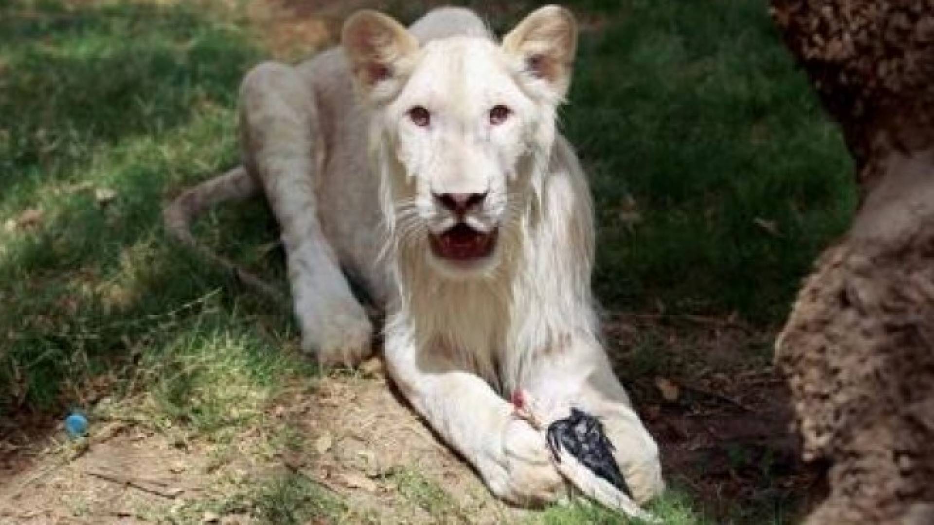 أسد أبيض في حديقة الزوراء بالعاصمة العراقي بغداد