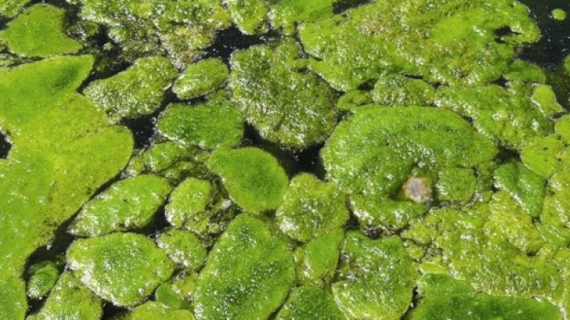 طالحب - ارشيفية