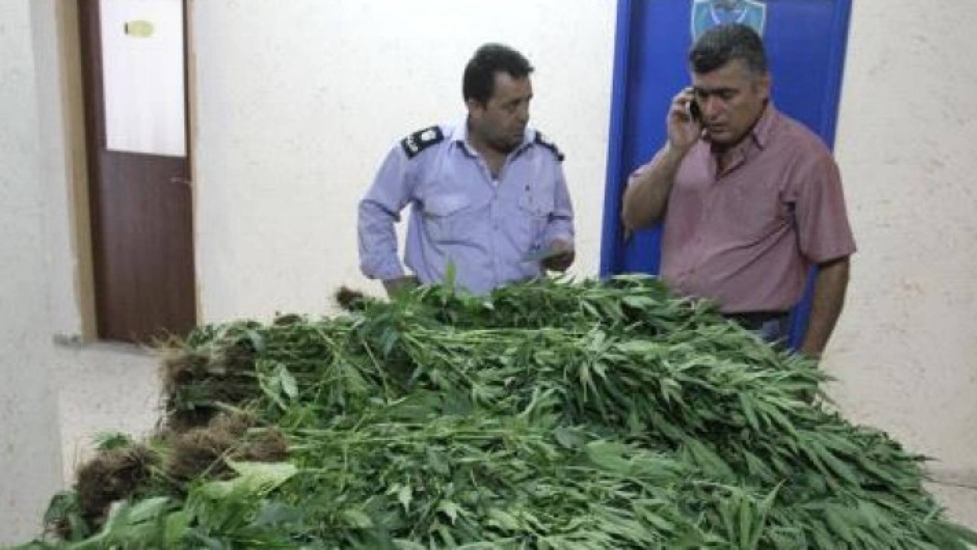 شرطة أريحا تضبط 1260 شتلة مخدرة