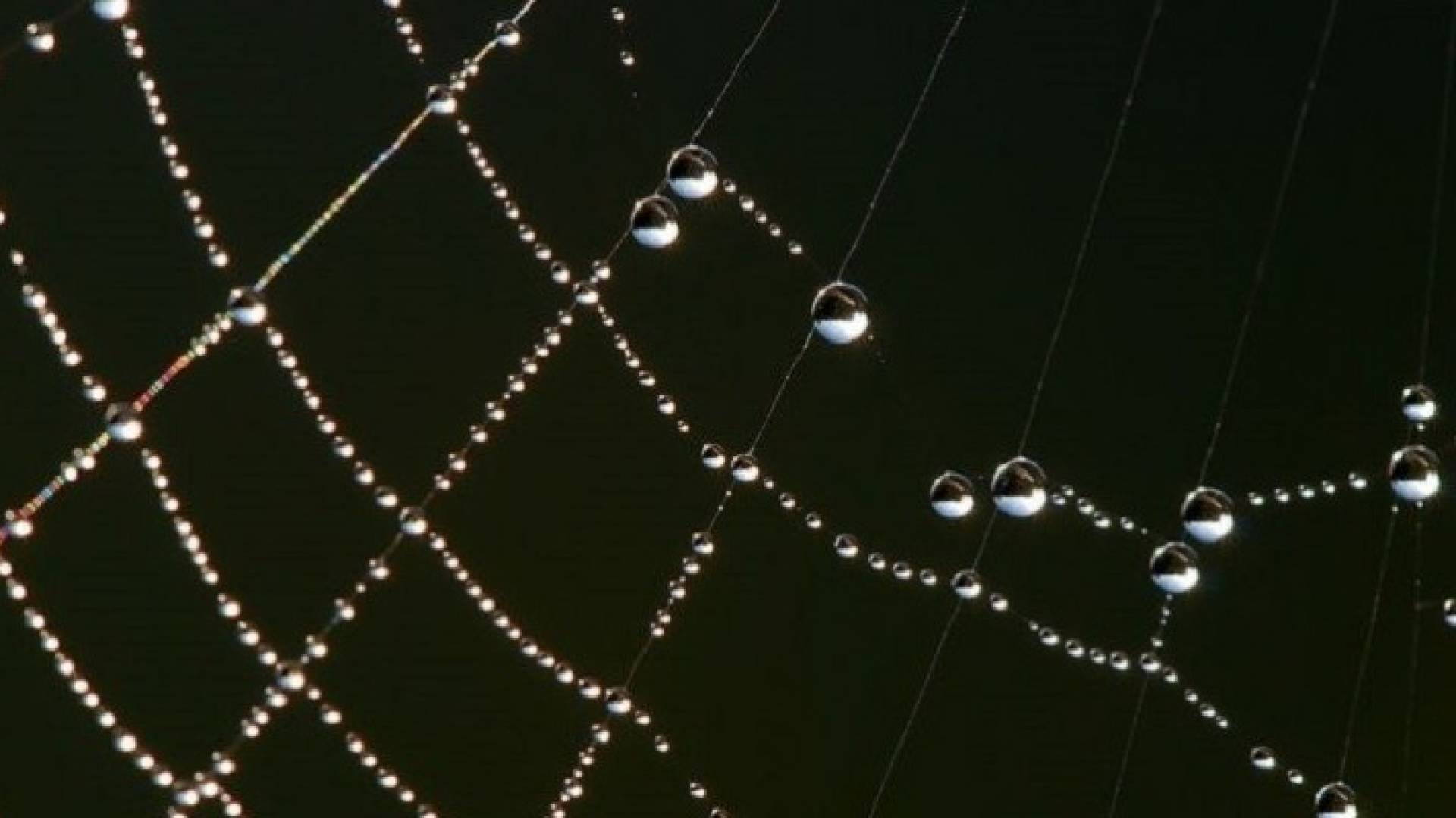 علماء ينتجون خيوط عنكبوت اصطناعية بمتانة غير مسبوقة!