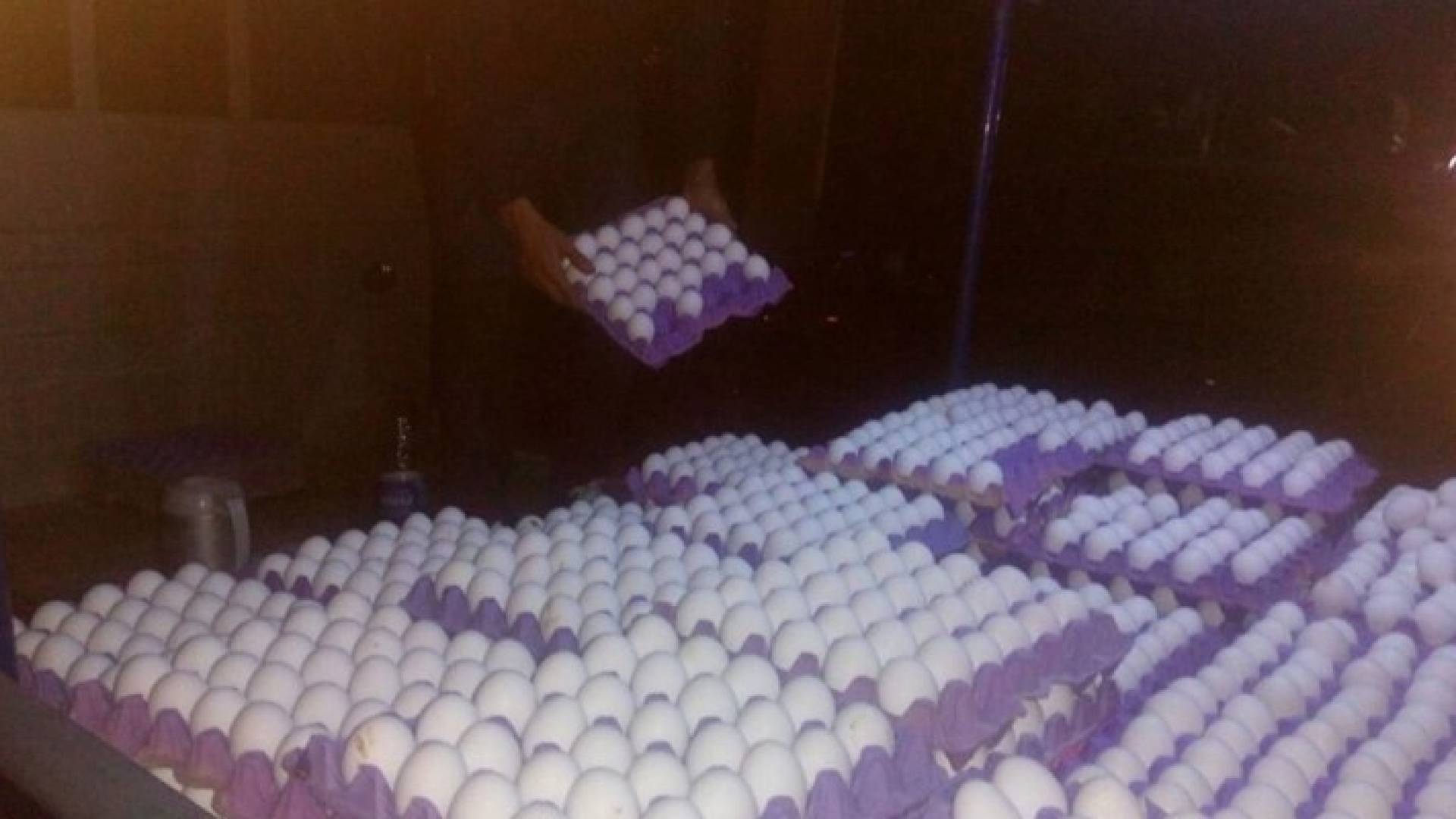 ضبط 200 كرتونة بيض فاسدة في إربد