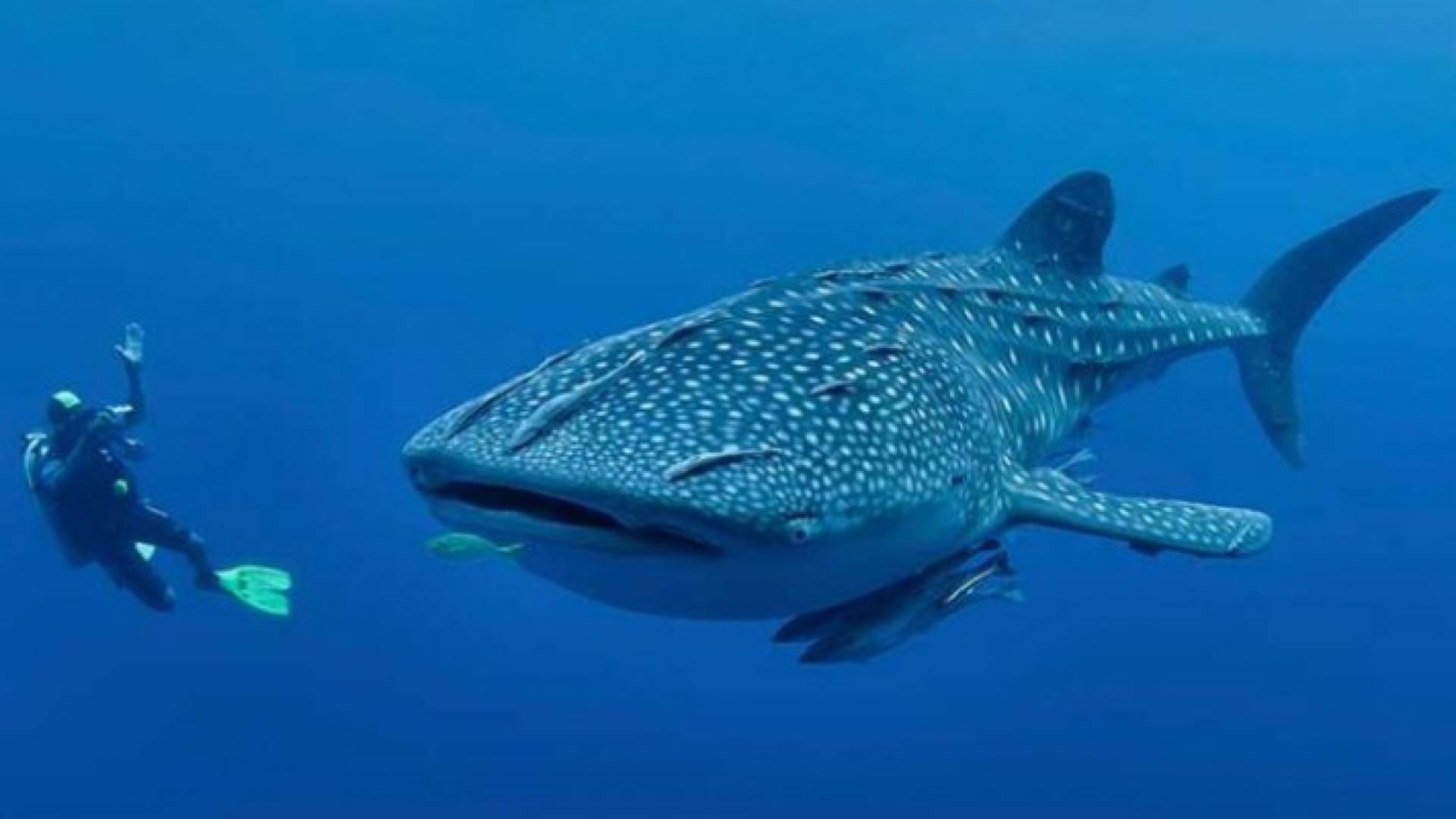 الملكية لحماية البيئة البحرية تستنكر الحادثة التي ادت الى نفوق حوت البتان