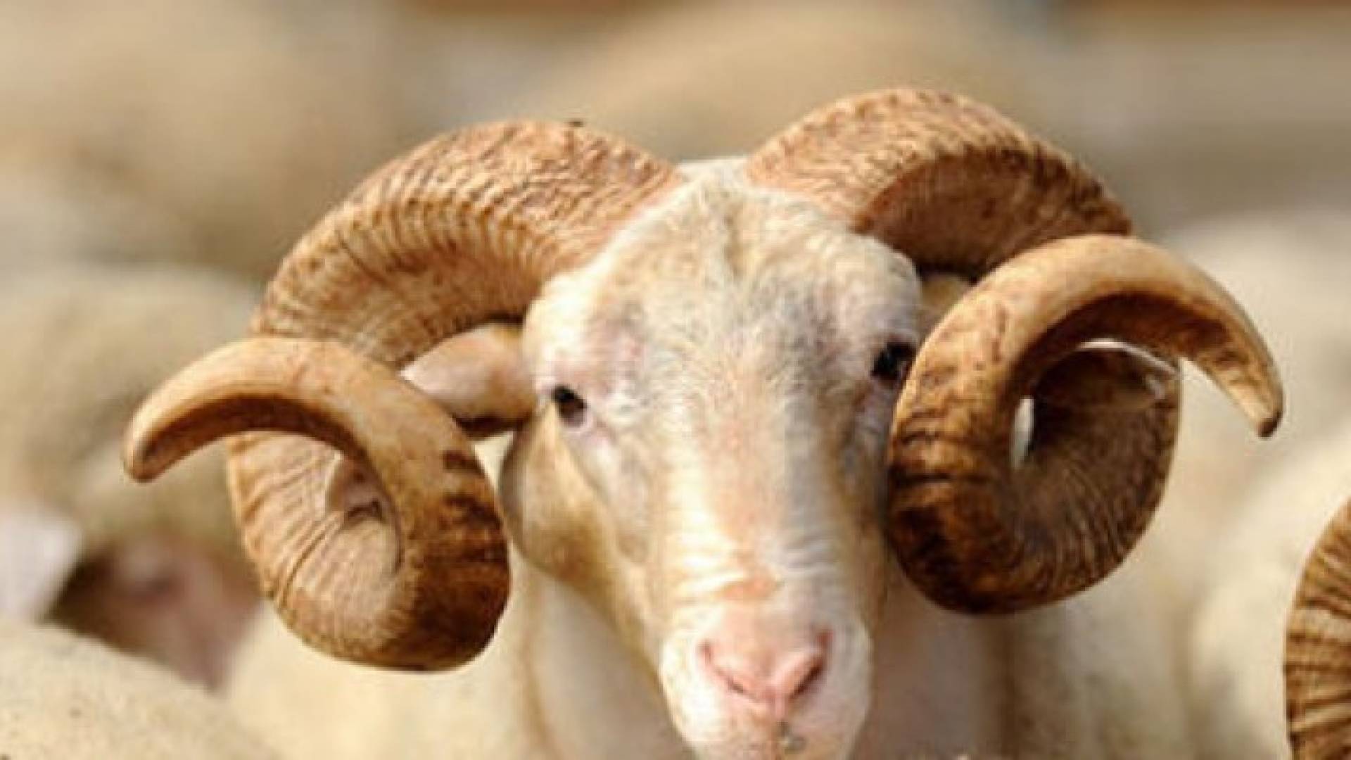 الصورة ارشيفية