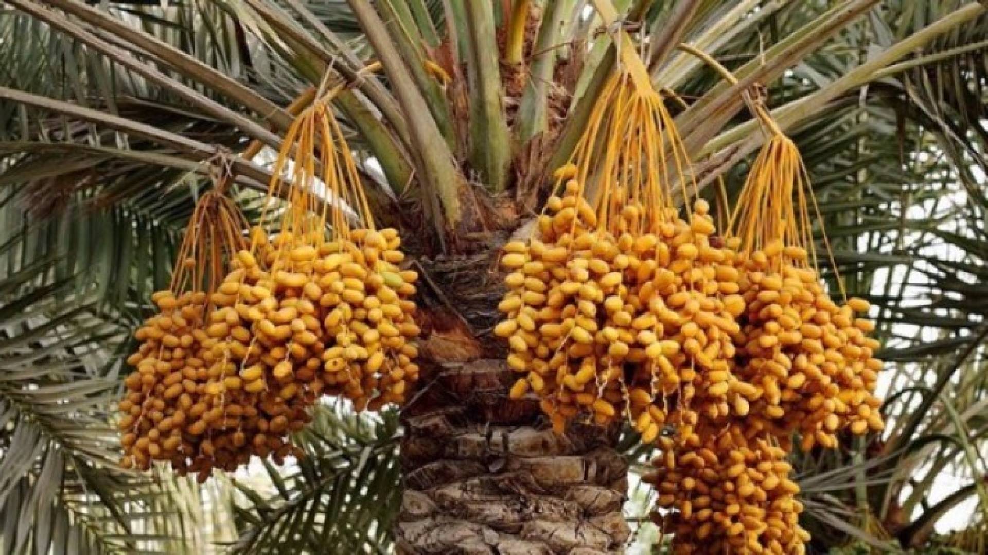 يعود سبب ارتفاع الحرارة خلال هذه الفترة من العام إلى منخفض الهند الموسمي