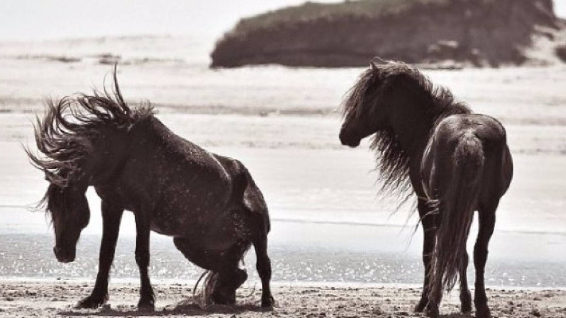 خيول - تعبيرية 