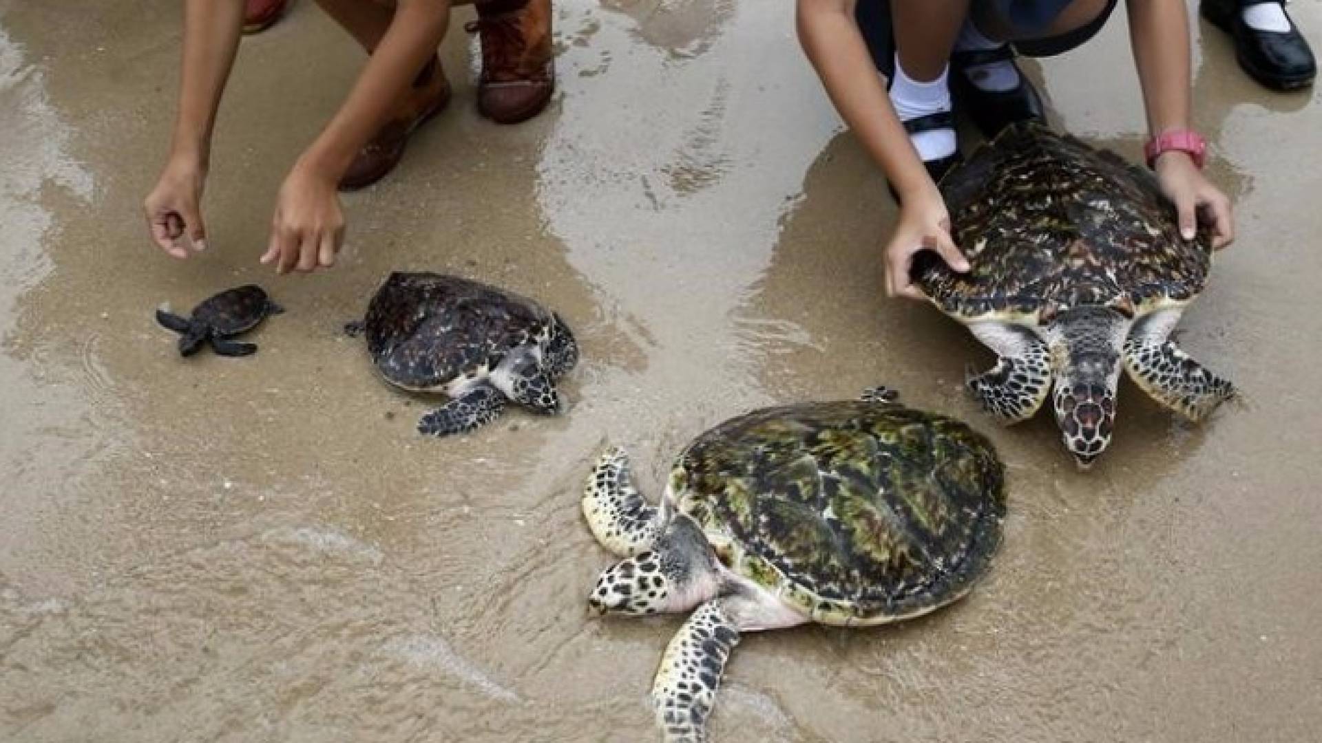 إطلاق السلاحف إلى البحر في تشونبوري احتفالا بعيد ميلاد ملك تايلاند
