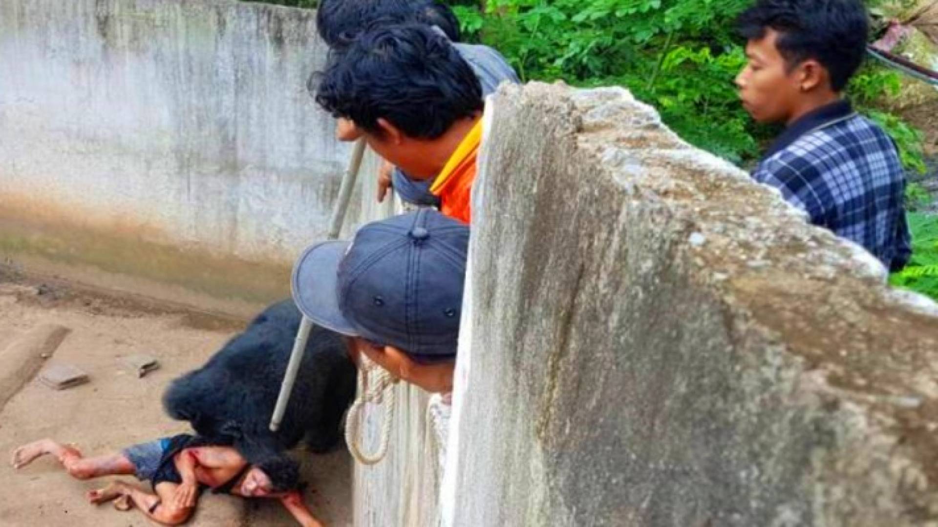 وحاولوا بالعصا لإبعاده عن وليمة كانت أكيدة، فلم تنفع، ثم جاء خبير وفصل الدب عن ضحيته