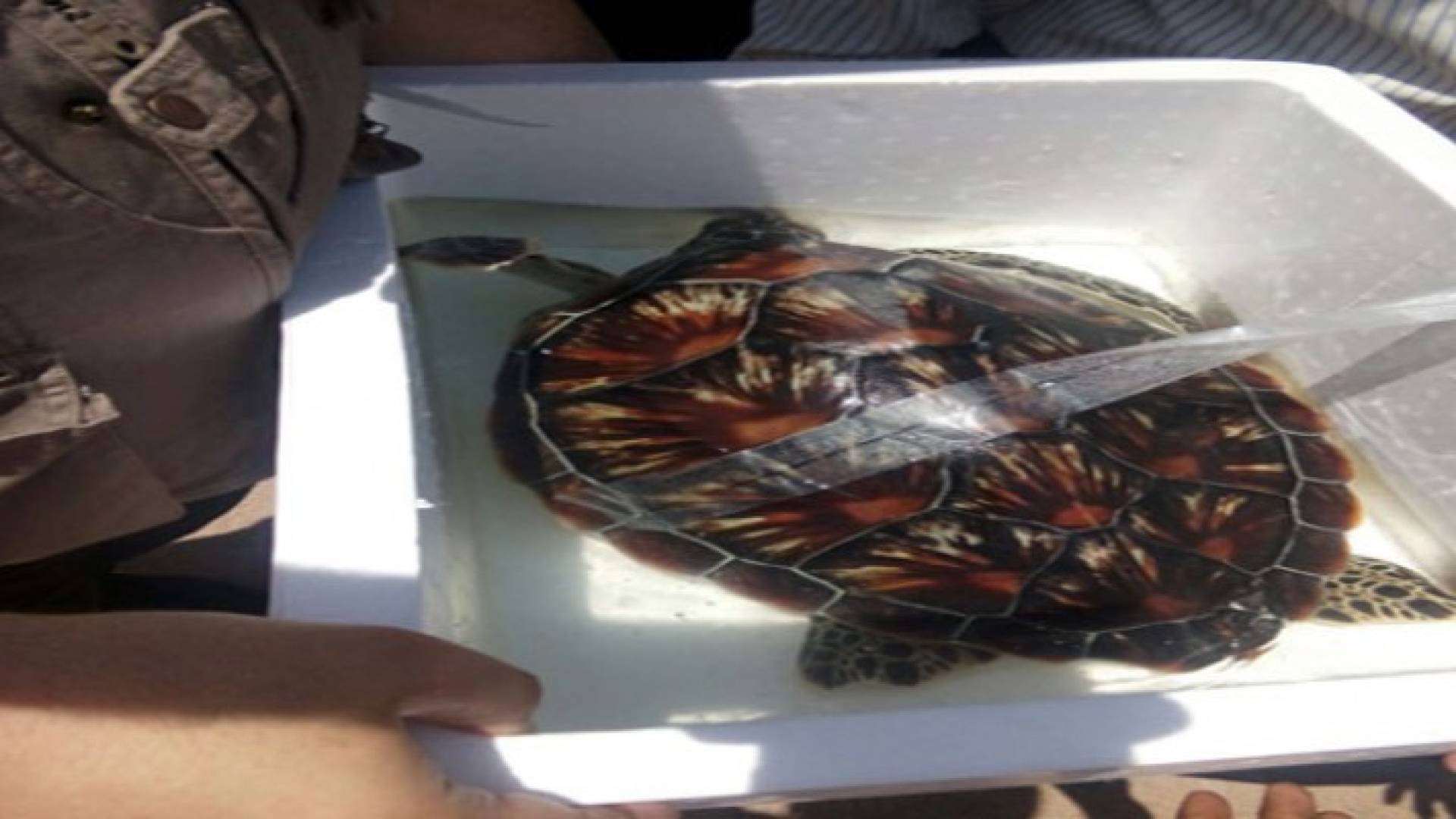 اعادة سلحفاة بحرية الى موطنها الاصلي في العقبة