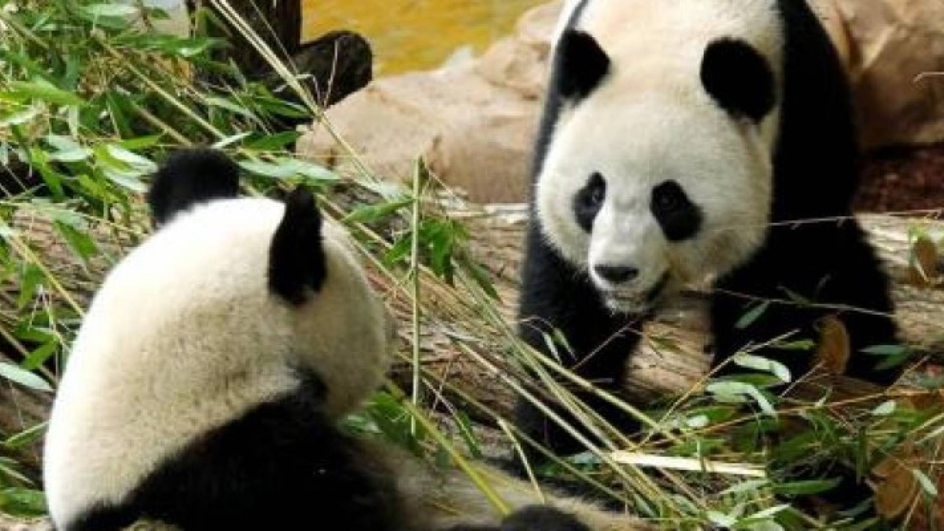 أول ولادة باندا في تاريخ فرنسا