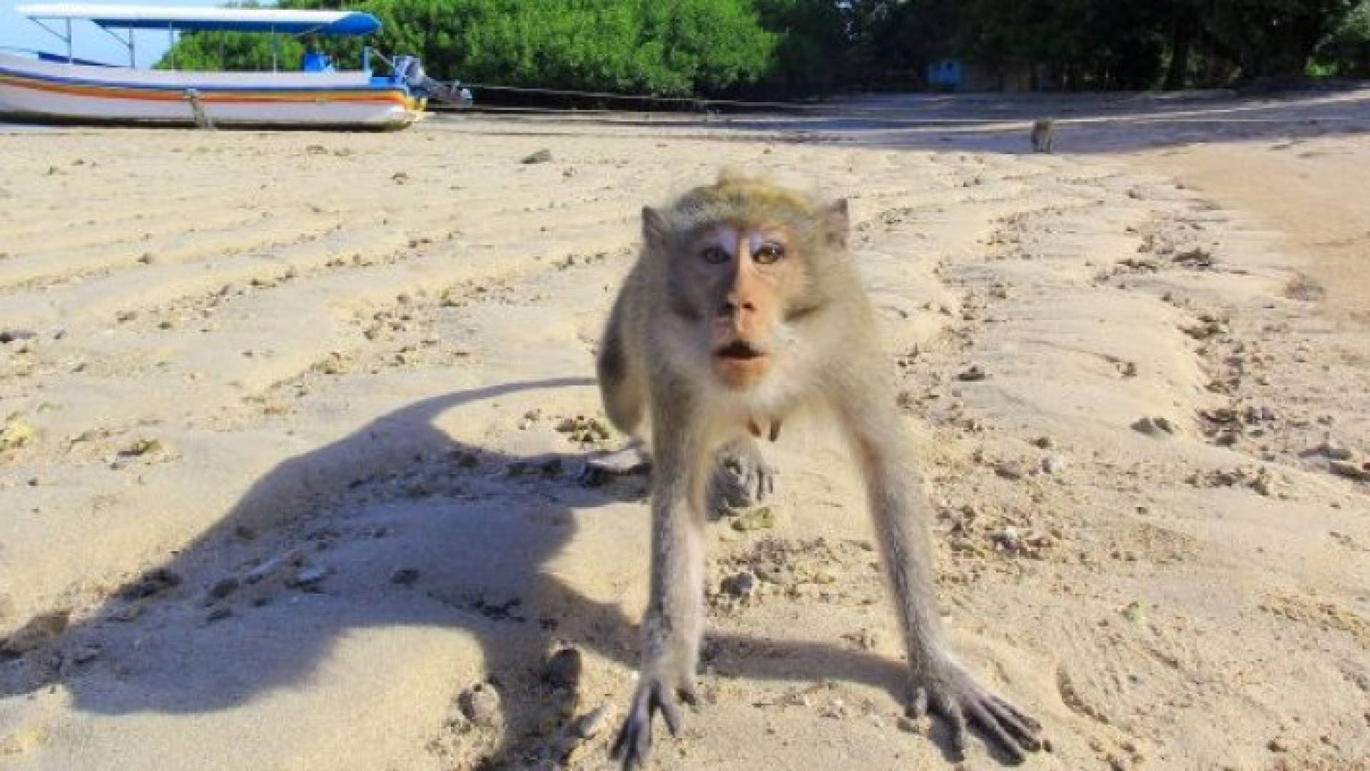 إندونيسيا تستعين بالشرطة لطرد القرود من المناطق السكنية