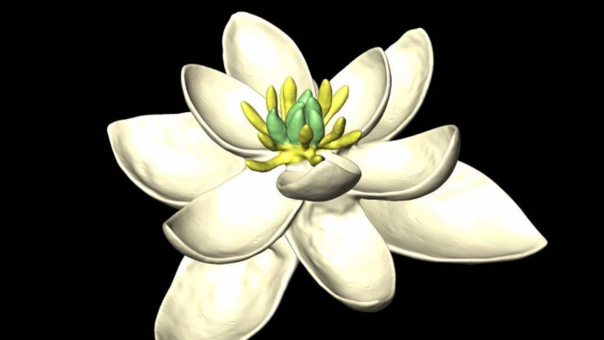 شكل الزهرة الأولى