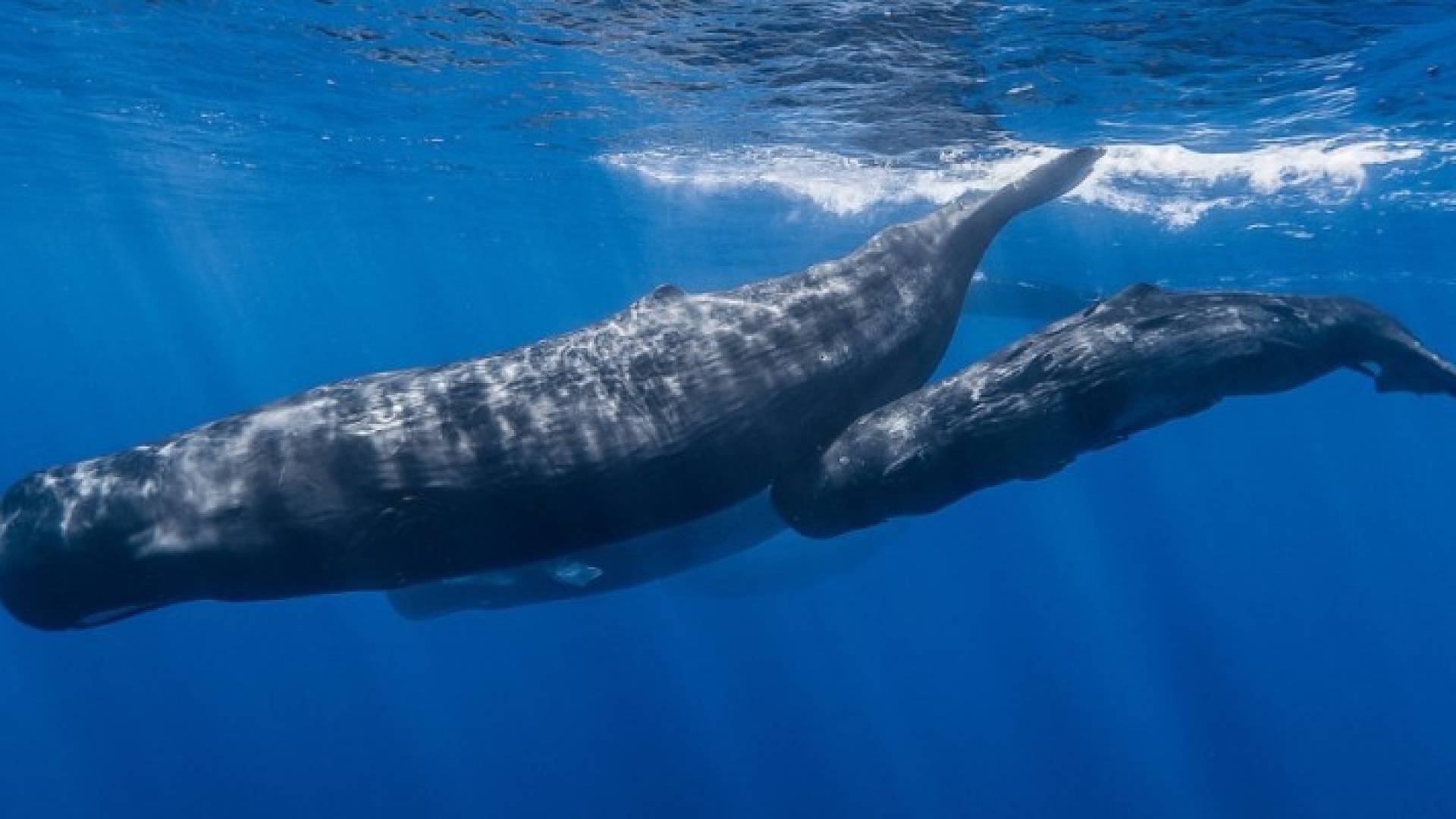 الحيتان الصائبة