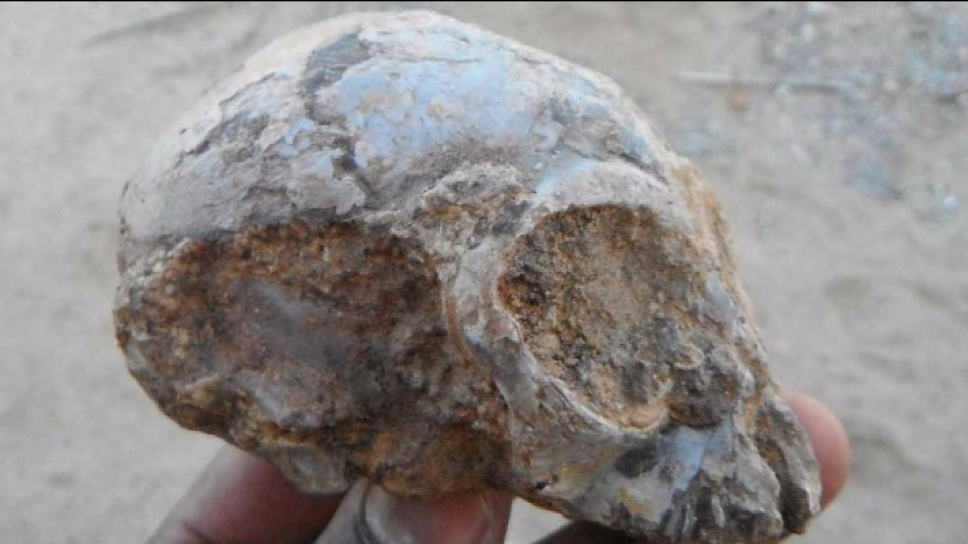 جمجمة القرد في حجم الليمونة