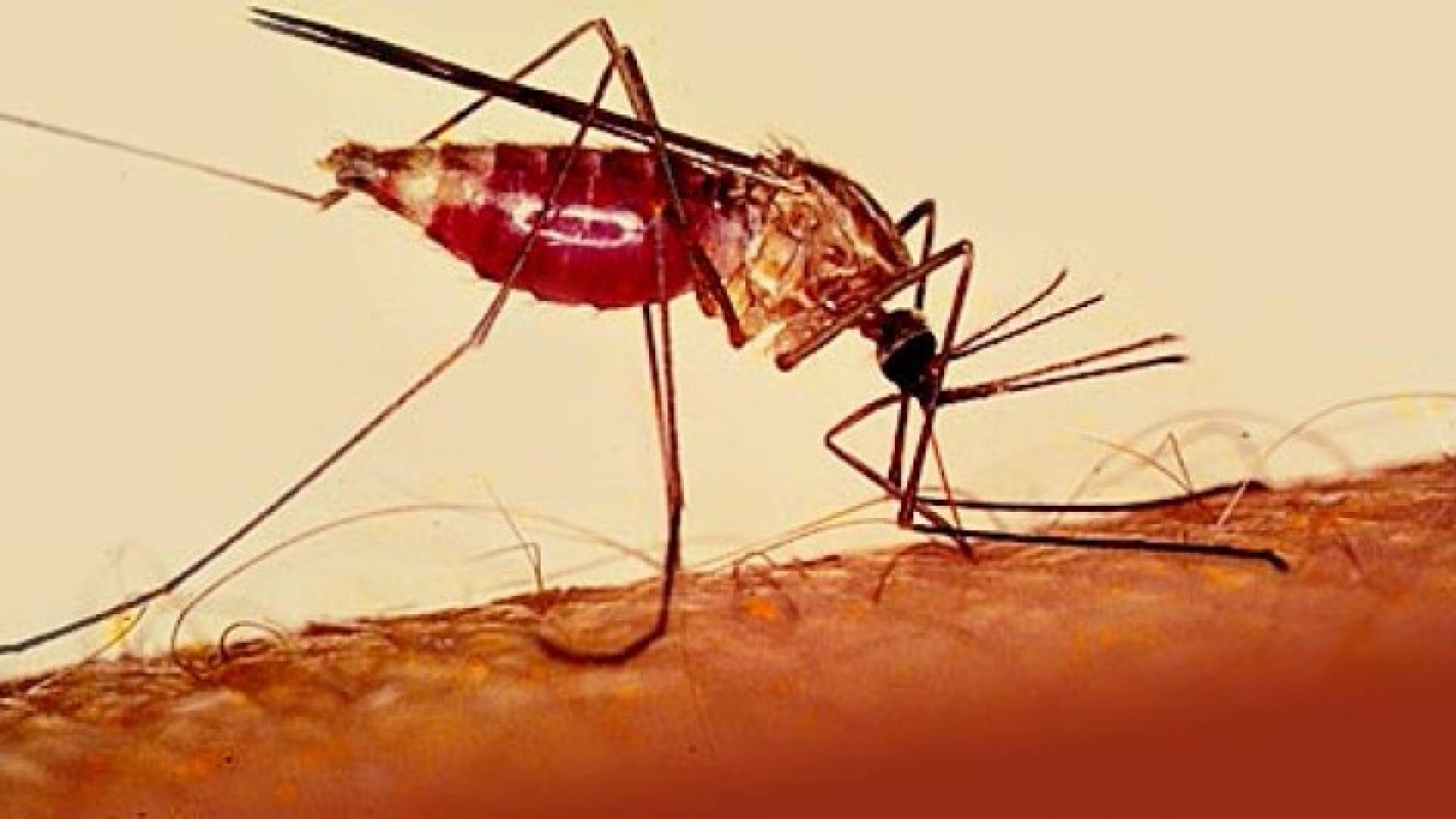 الصحة بصدد طرح وثائق العطاء الخاص بإجراء الصيانة الشاملة لمبنى الملاريا