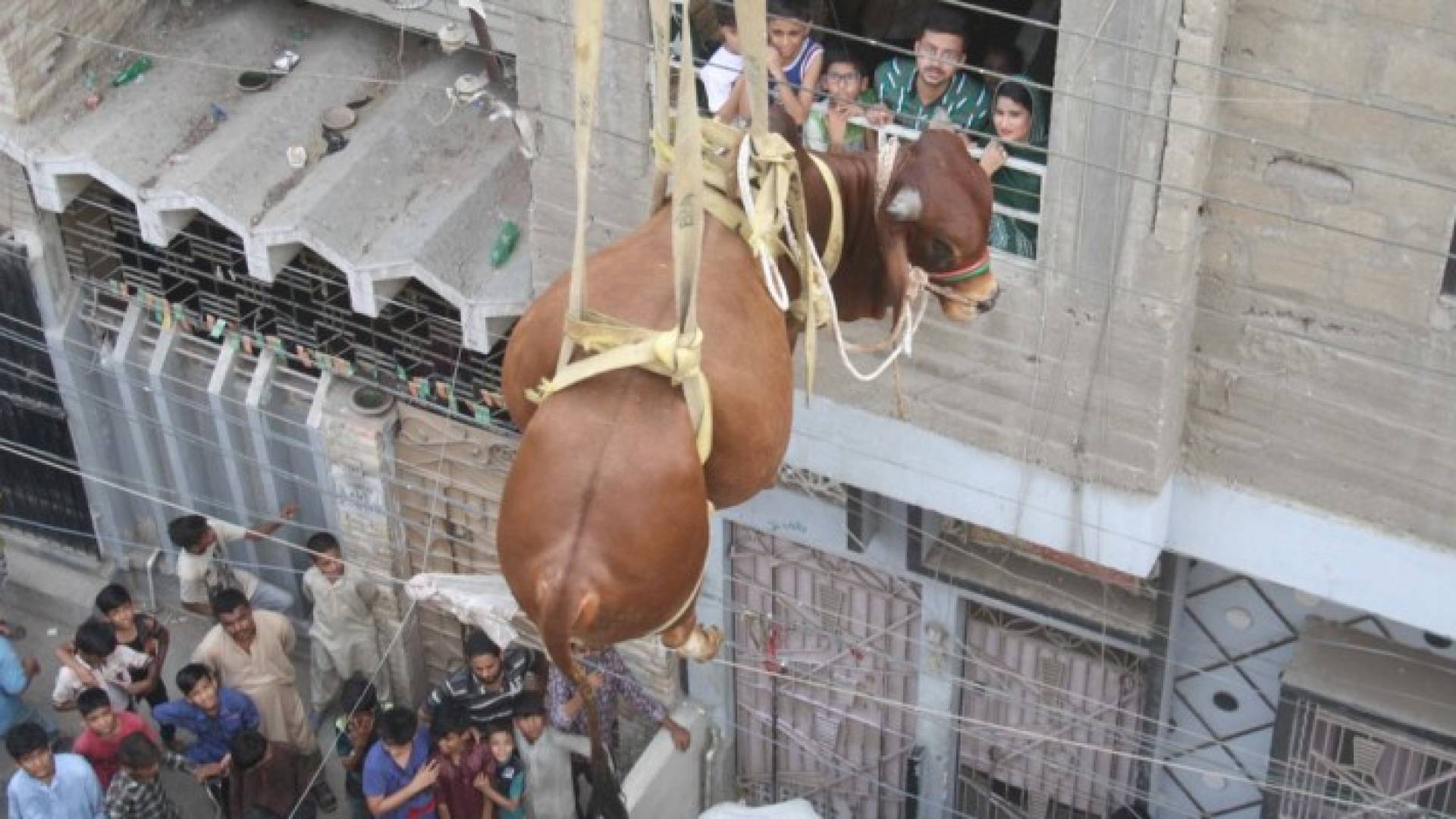 انزال عجل بواسطة رافعة (الاناضول)