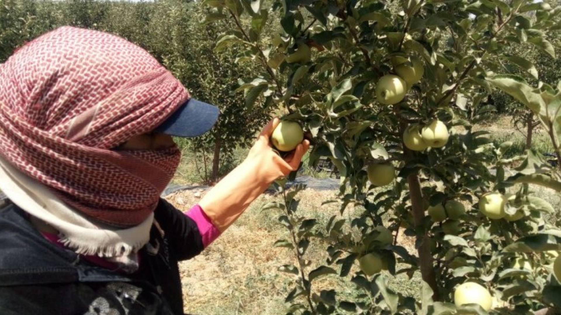 من مزارع التفاح بلواء الشوبك