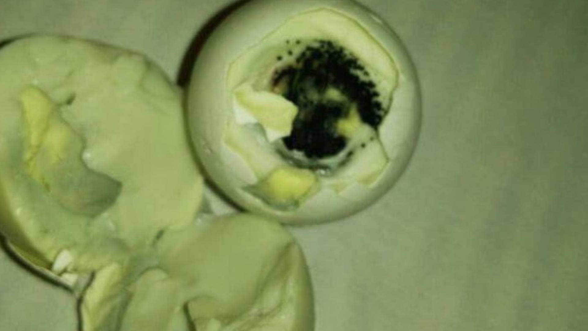 صورة متداولة لبيض فاسد يدعى أنها بفنادق الحجاج الأردنيين بمكة 