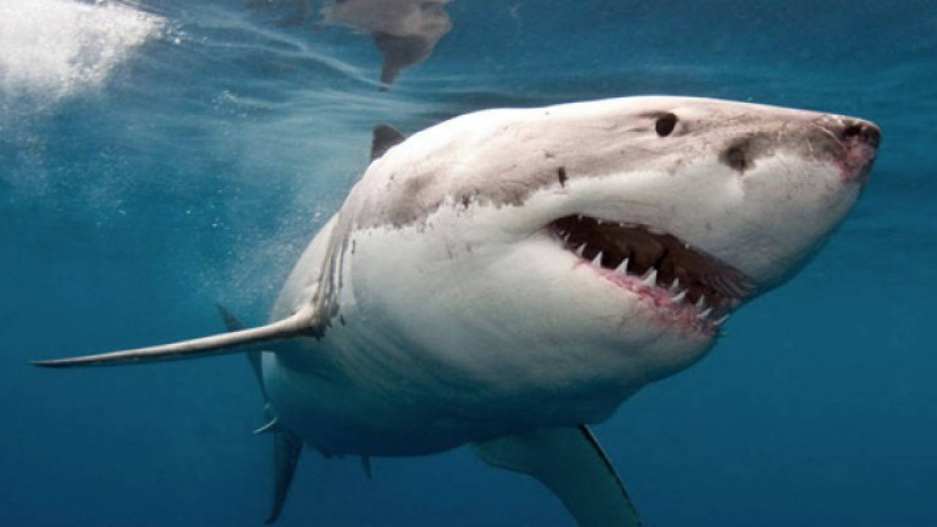 أستراليا تستعين بطائرات دون طيار وبالذكاء الصنعي لمحاربة أسماك القرش