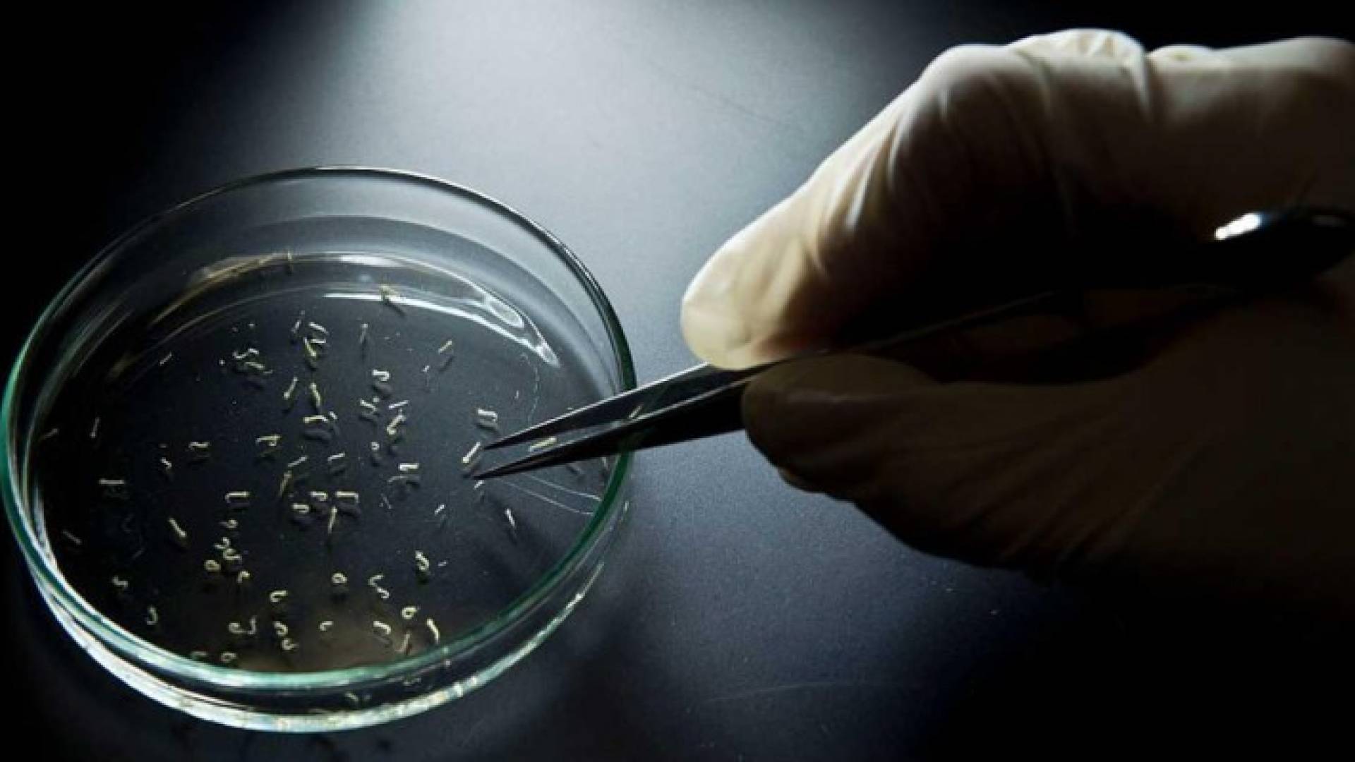 اكتشاف جديد حول فيروس زيكا