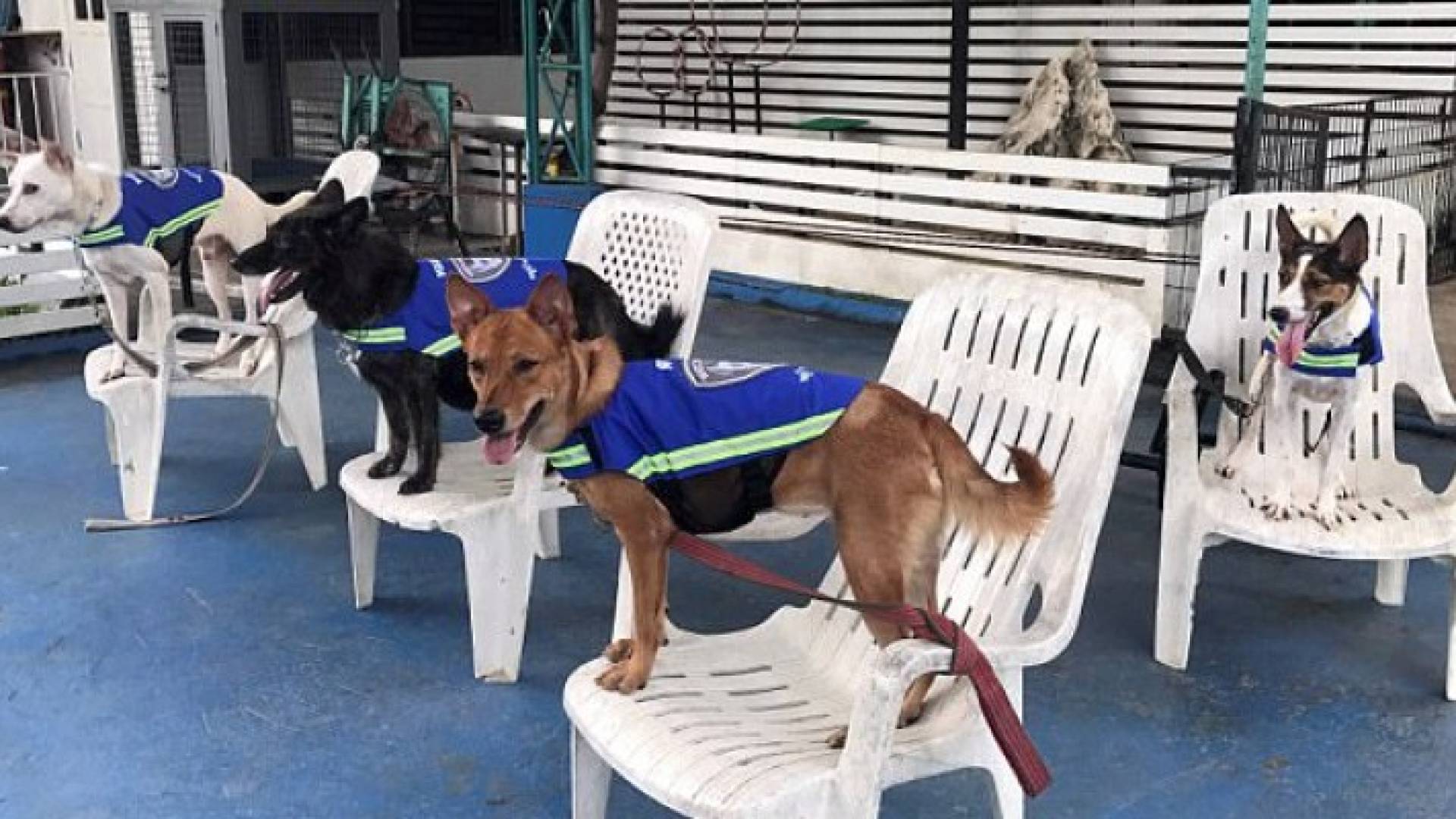  تايلاند تحول كلابها الضالة لحراس شوارع