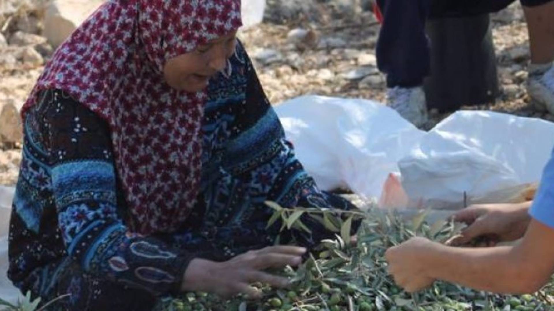 الصورة أرشيفية 