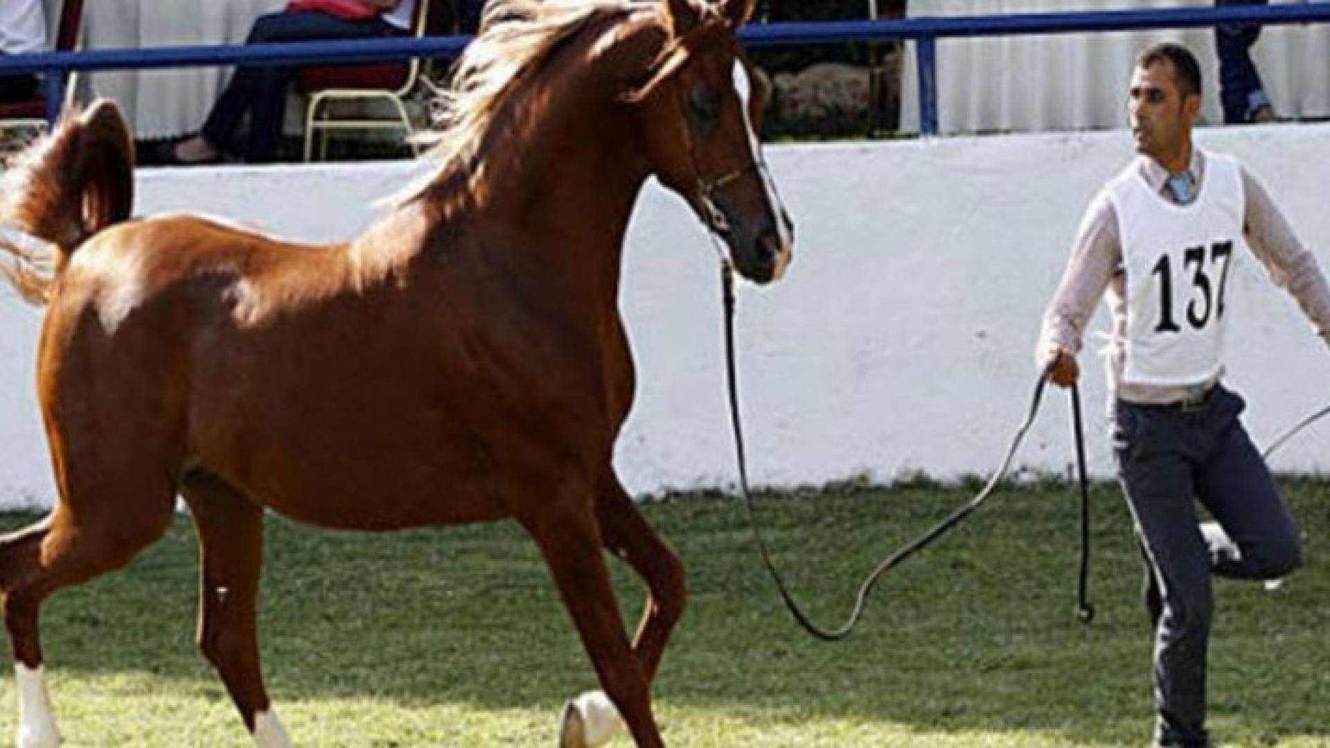 بطولة الشرق الاوسط للخيول العربية الاصيلة
