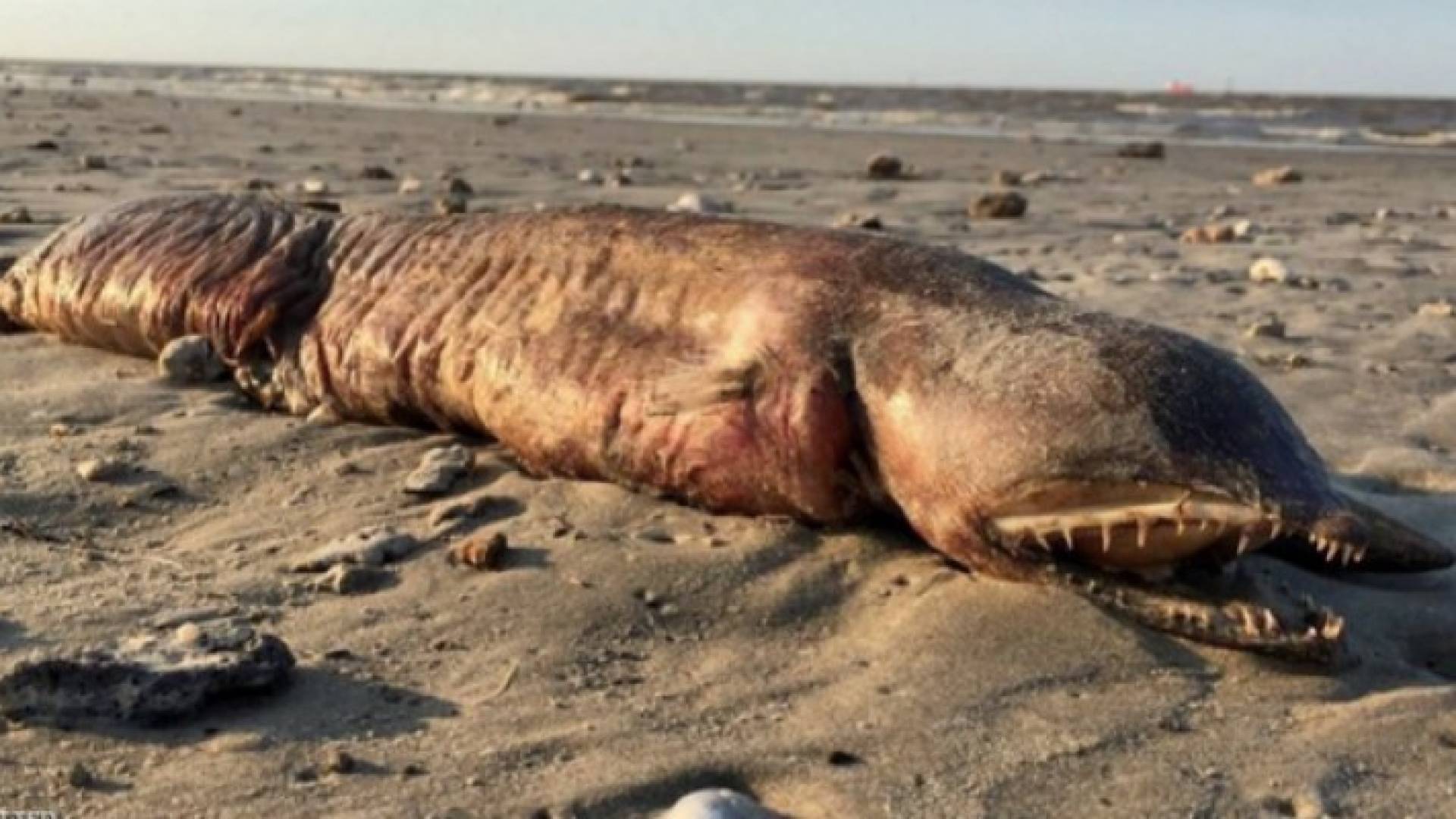 صورة الحيوان الضخم الغريب النافق الذي وجد على أحد شواطئ تكساس عقب انتهاء الإعصار