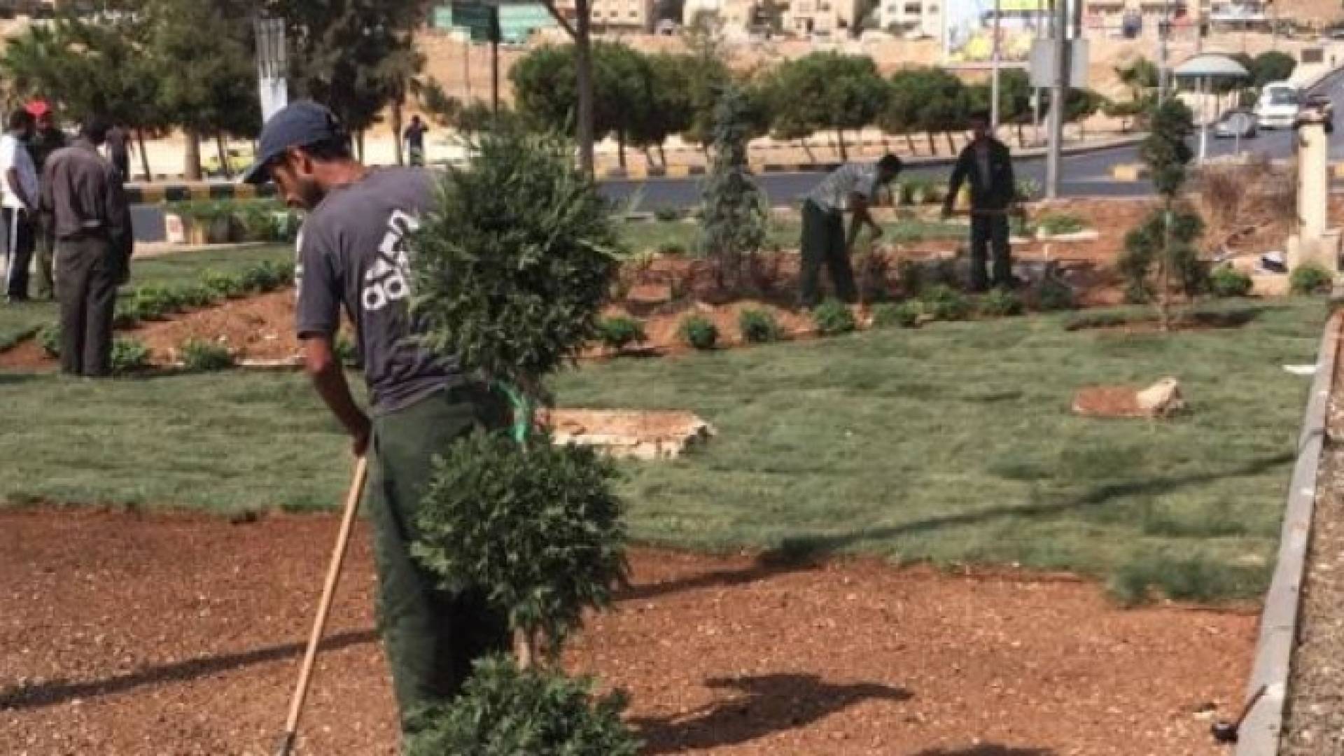 الأمانة تواصل حملة تأهيل الجزر الوسطية