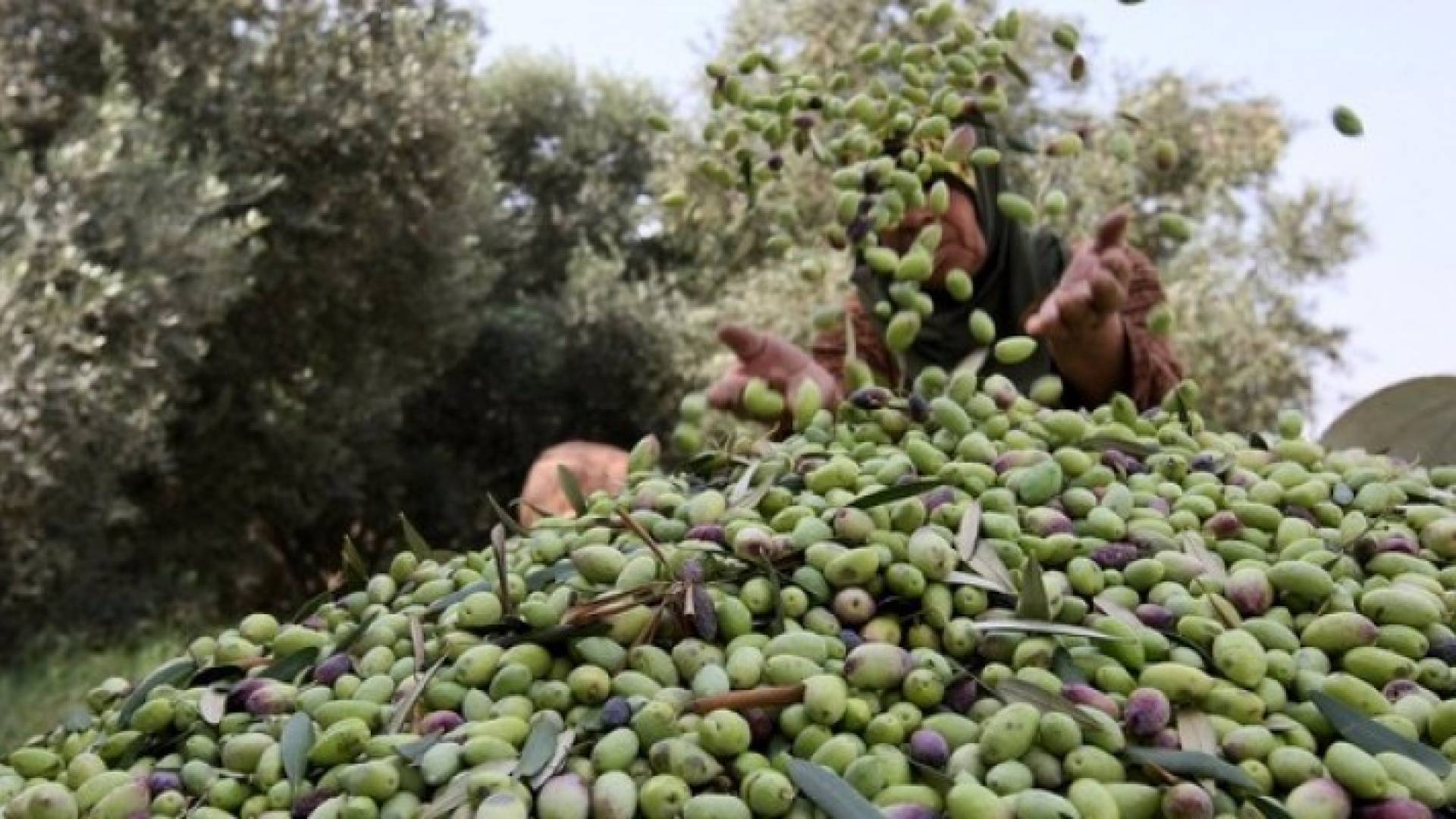 الصورة أرشيفية 