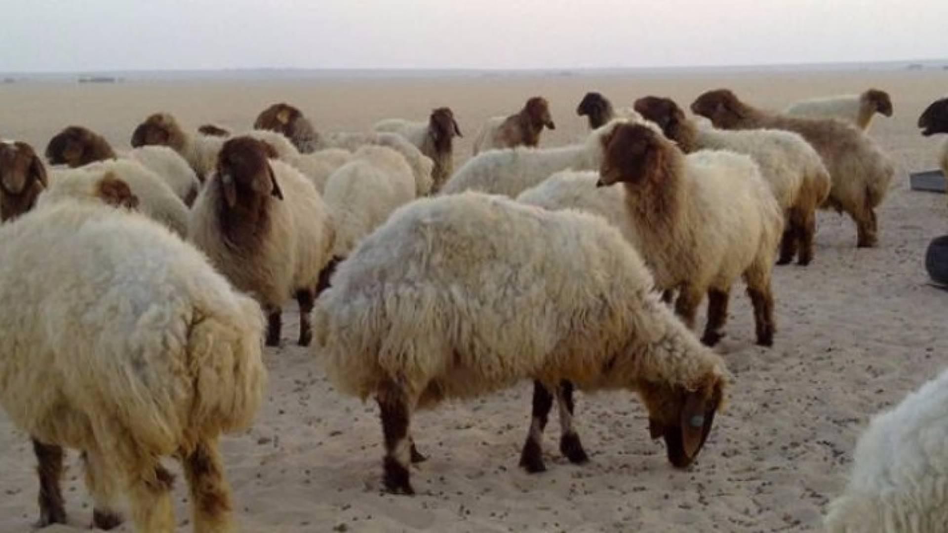 ارشيفية