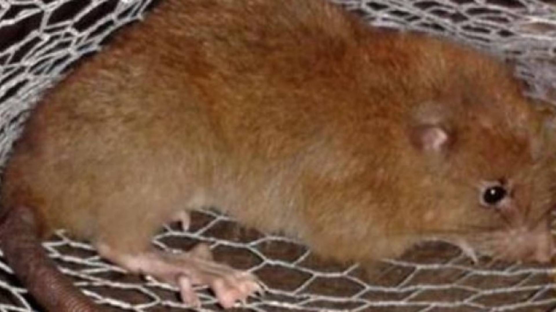 اكتشاف فئران بطول نصف متر  بجزر سليمان