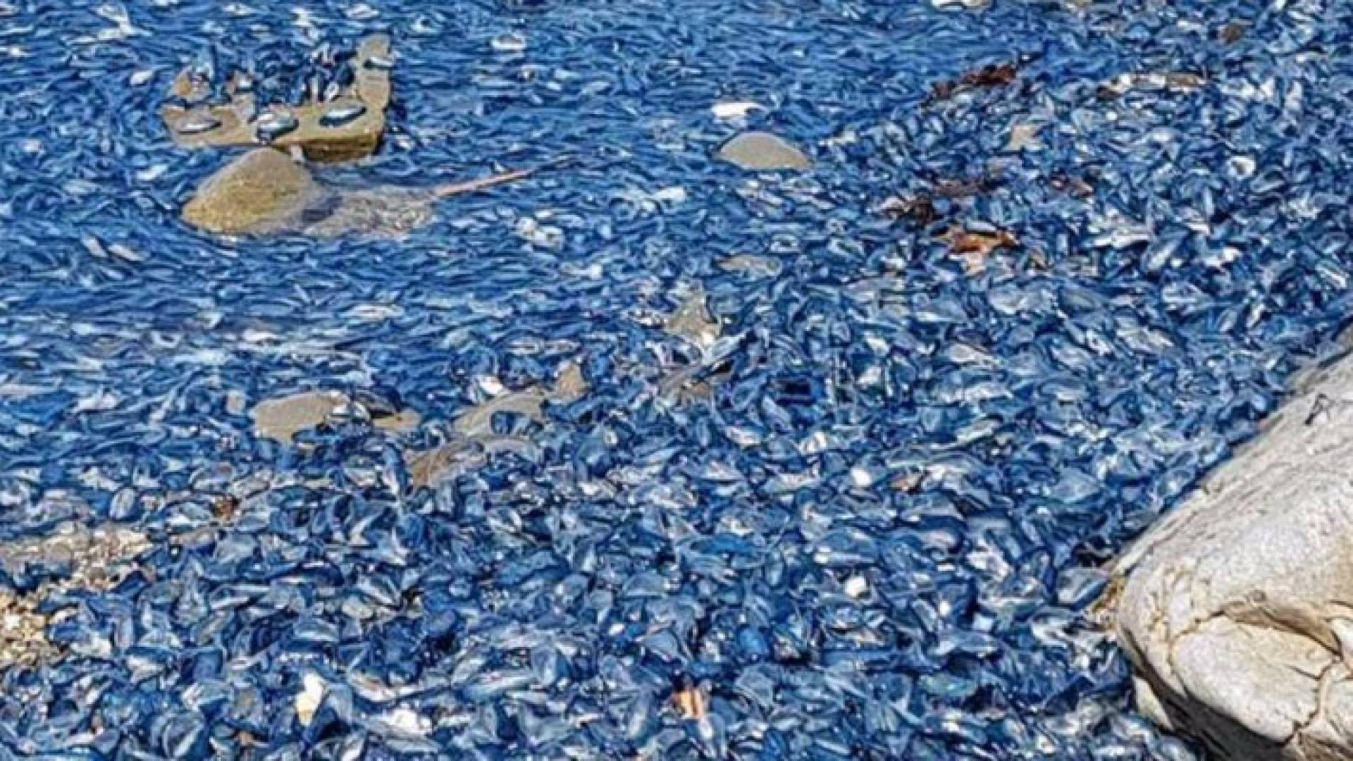 مخلوقات هلامية