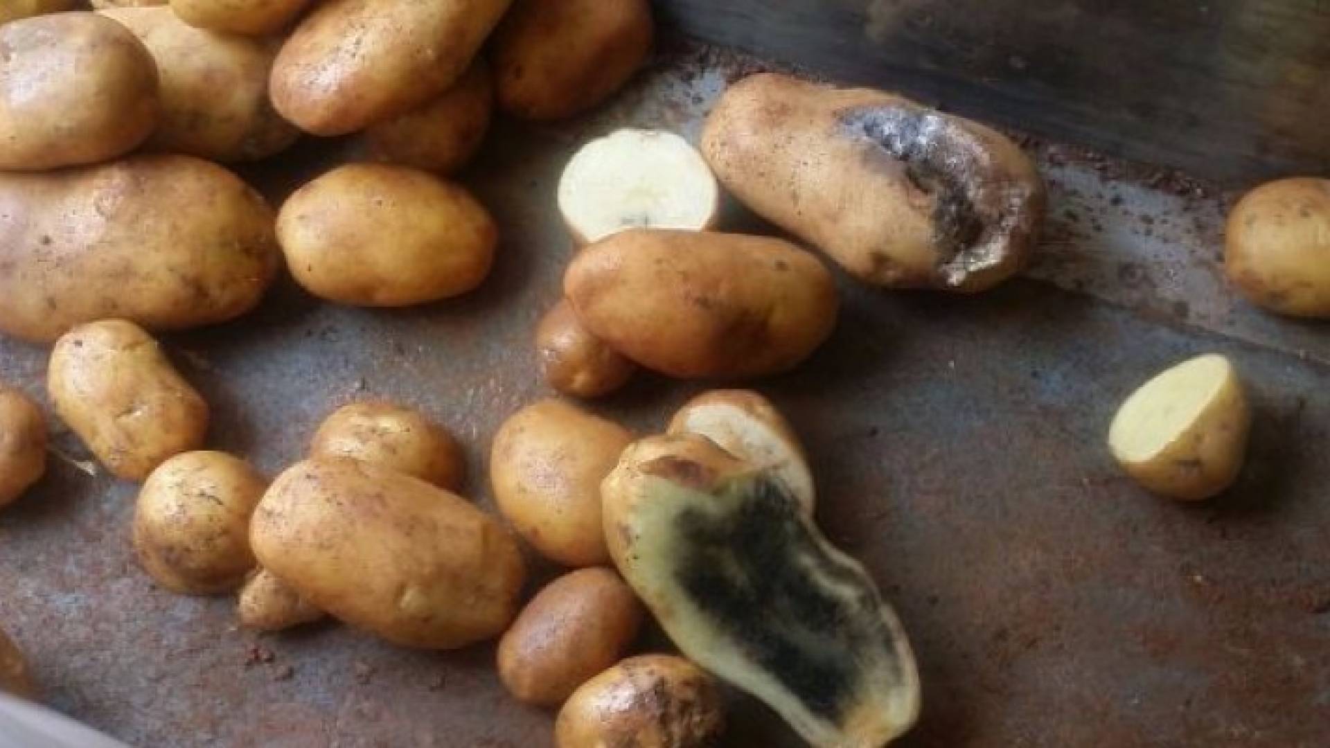 ضبط وإتلاف ٣٥ ألف كيلو بطاطا فاسدة في اربد